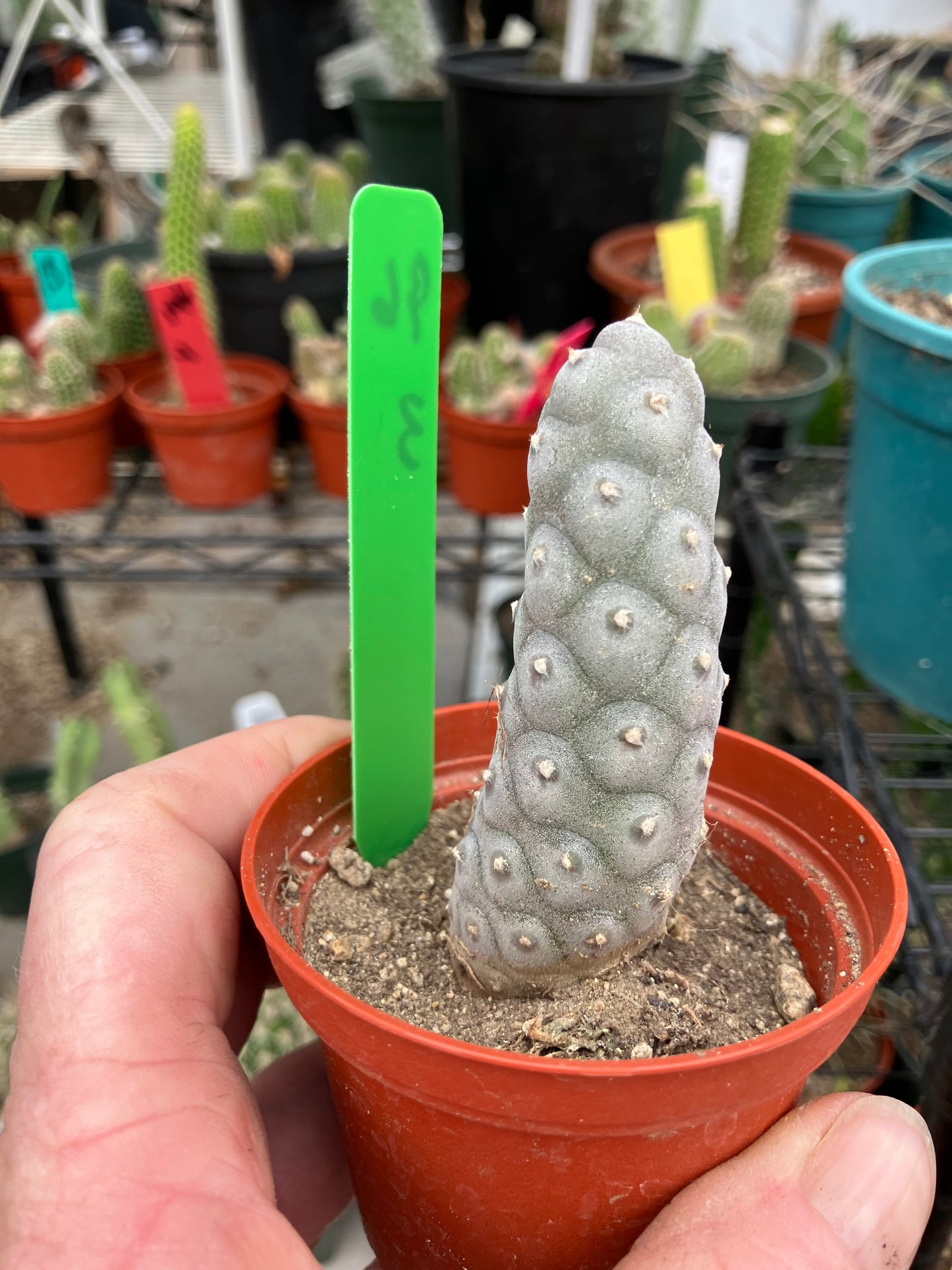 Pine Cone Cactus Tephrocactus~ articulatus var. diadematus Pinecone 3"Tall #96G