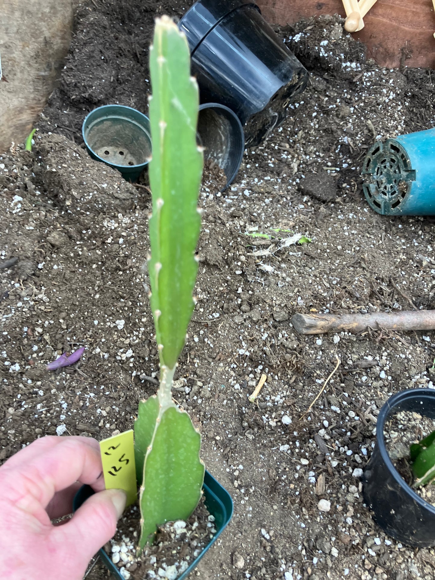 Dragon Fruit Plant Rooted Pitaya or Pitahaya 12.5" Tall #12Y