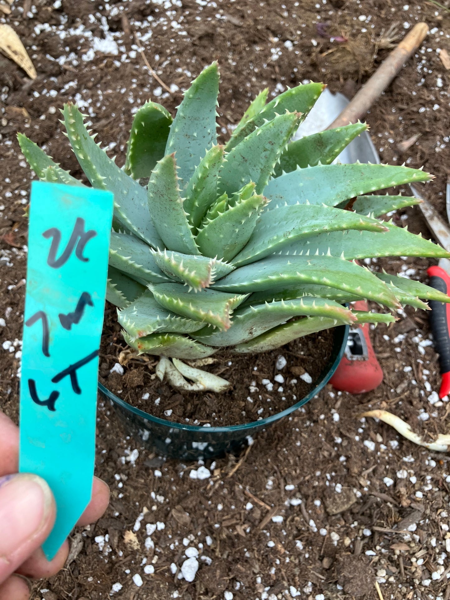Aloe maculata Soap Aloe 8"Wide Succulent Cactus #8G