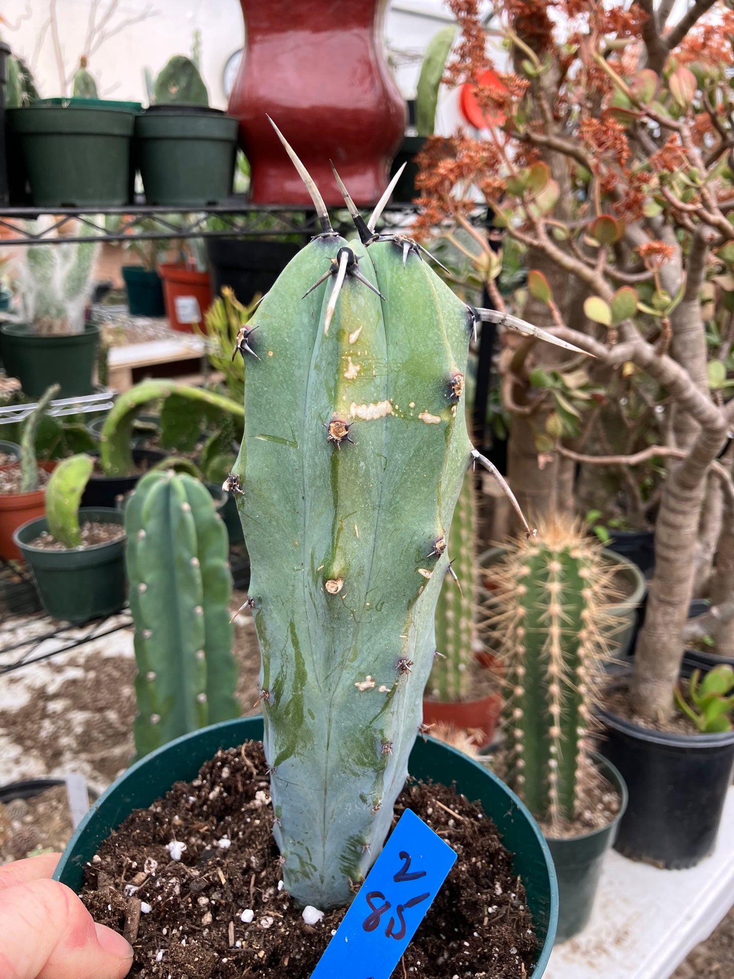 Myrtillocactus cochal Candelabra Cactus 8.5"Tall 2.5" Wide #2B