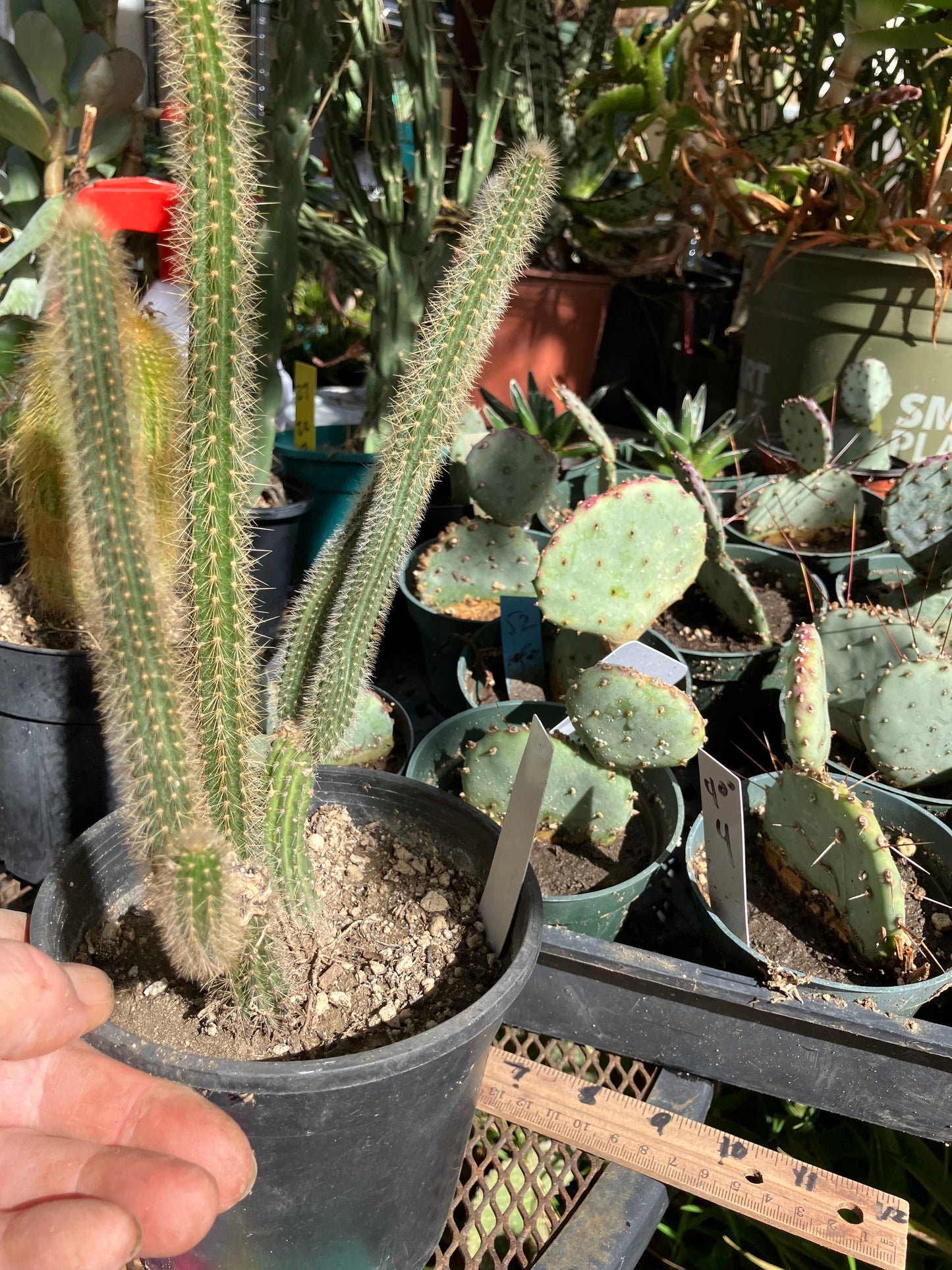 Corryocactus erectus "Red Hot Chili Poker" 10"Tall 6"Wide #010W