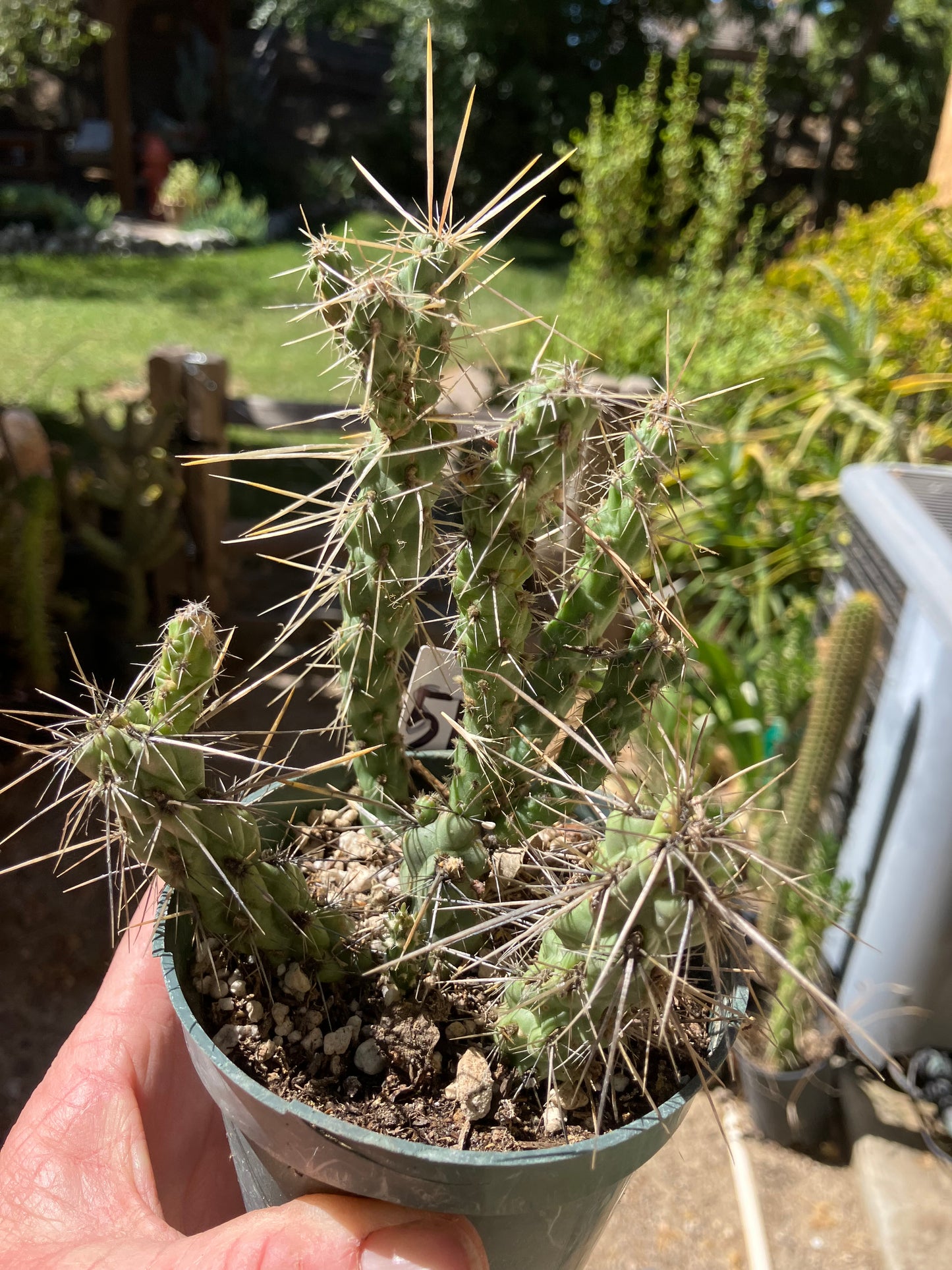 Cholla Cylindropuntia Buckhorn Cactus 5”Tall #51W