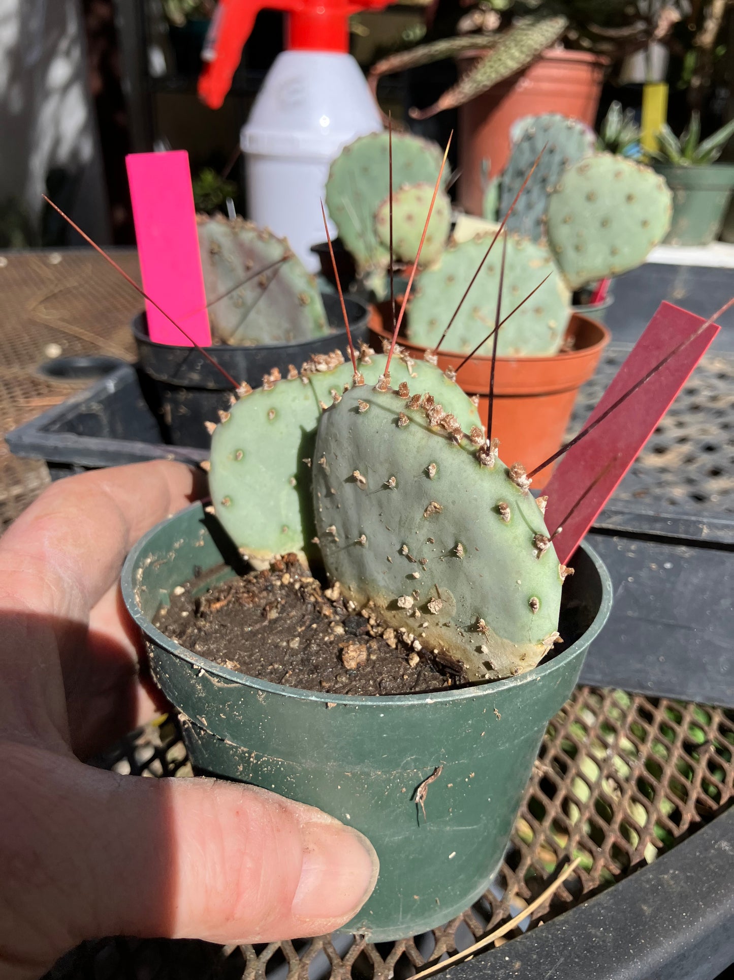 Opuntia Santa Rita Purple Prickly Pear 3.5”Tall #56R