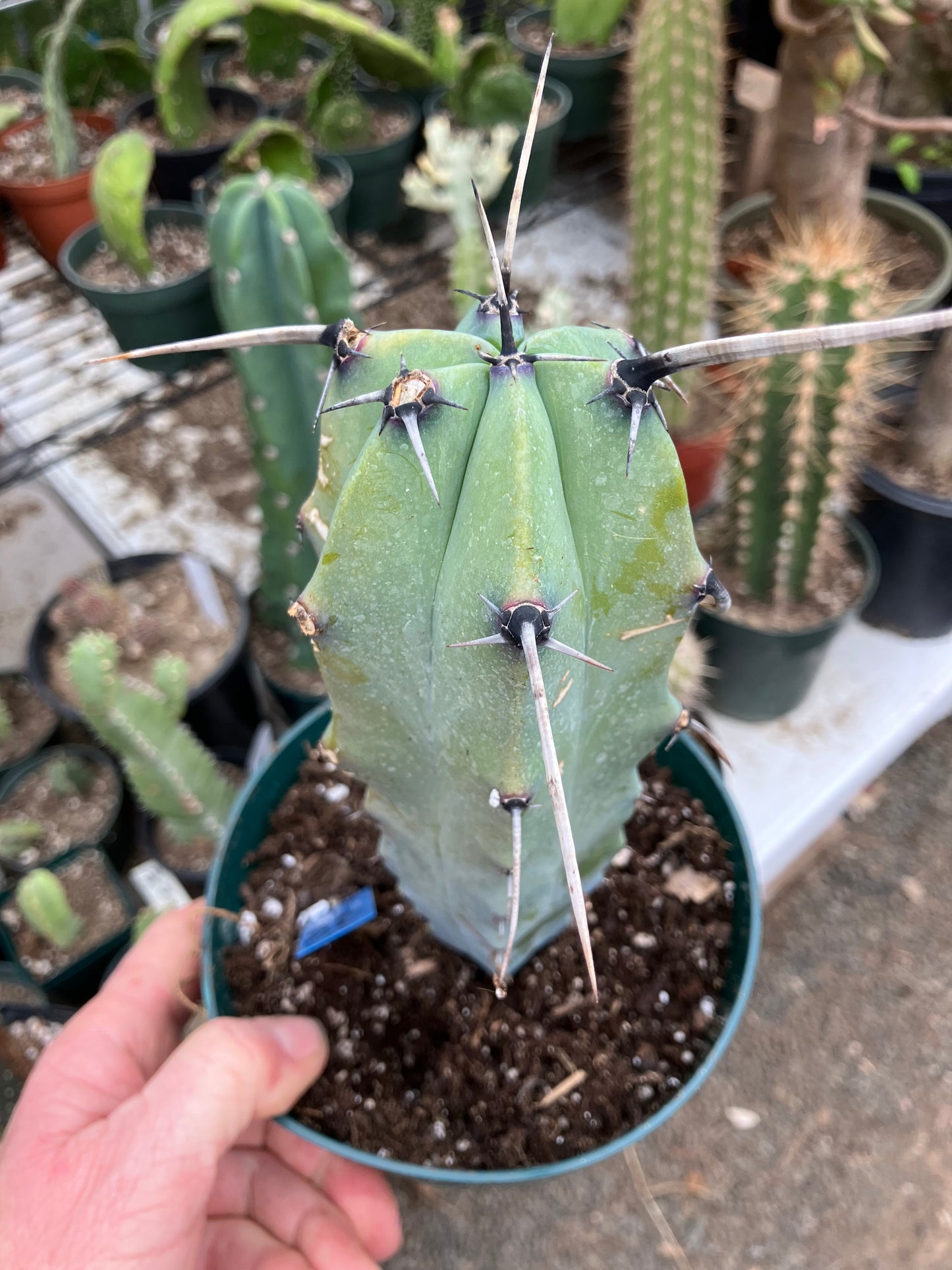 Myrtillocactus cochal Candelabra Cactus 8.5"Tall 2.5" Wide #2B