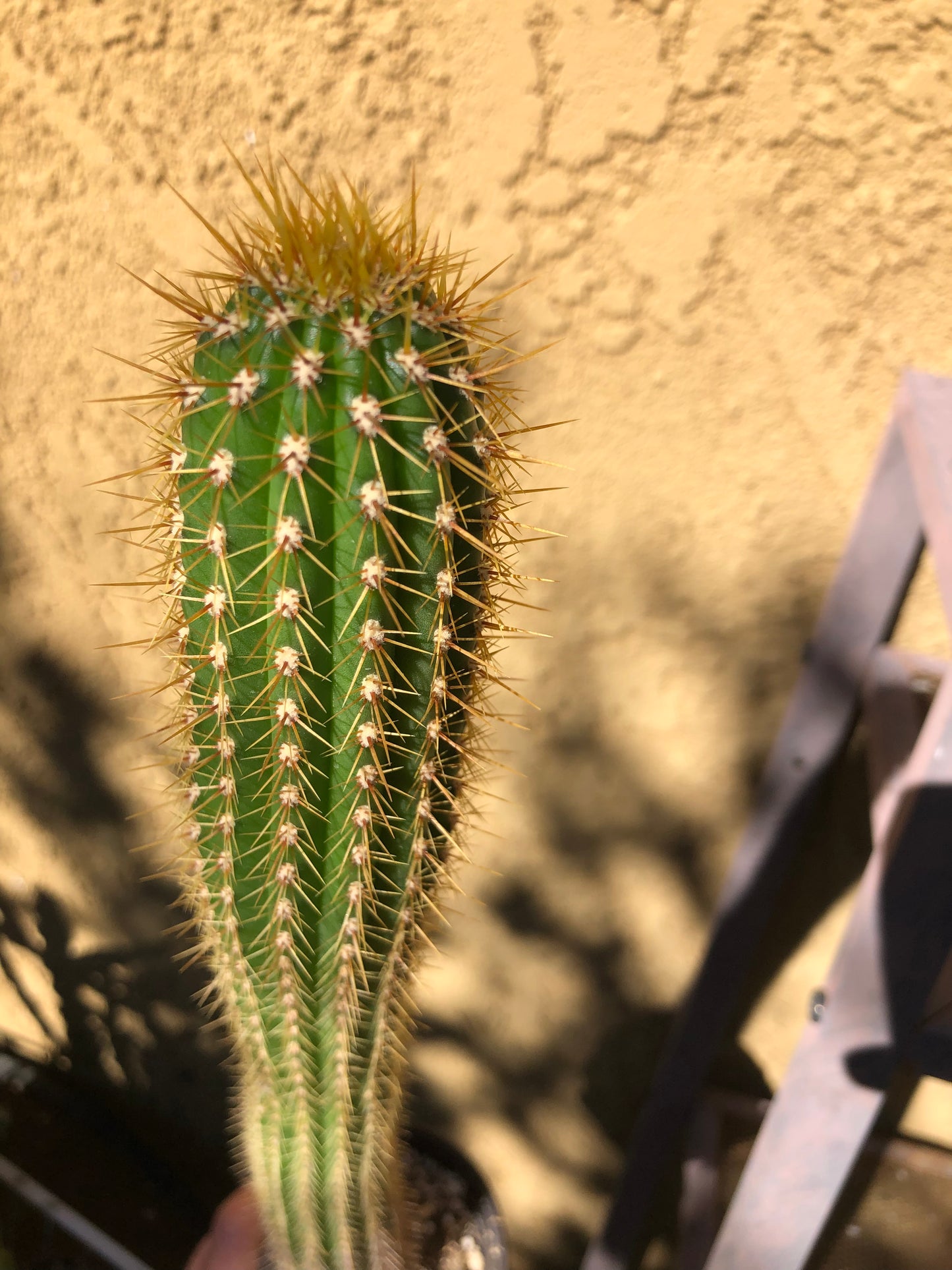 Golden Torch Cactus - Trichocereus spachianus 16" Tall #4P