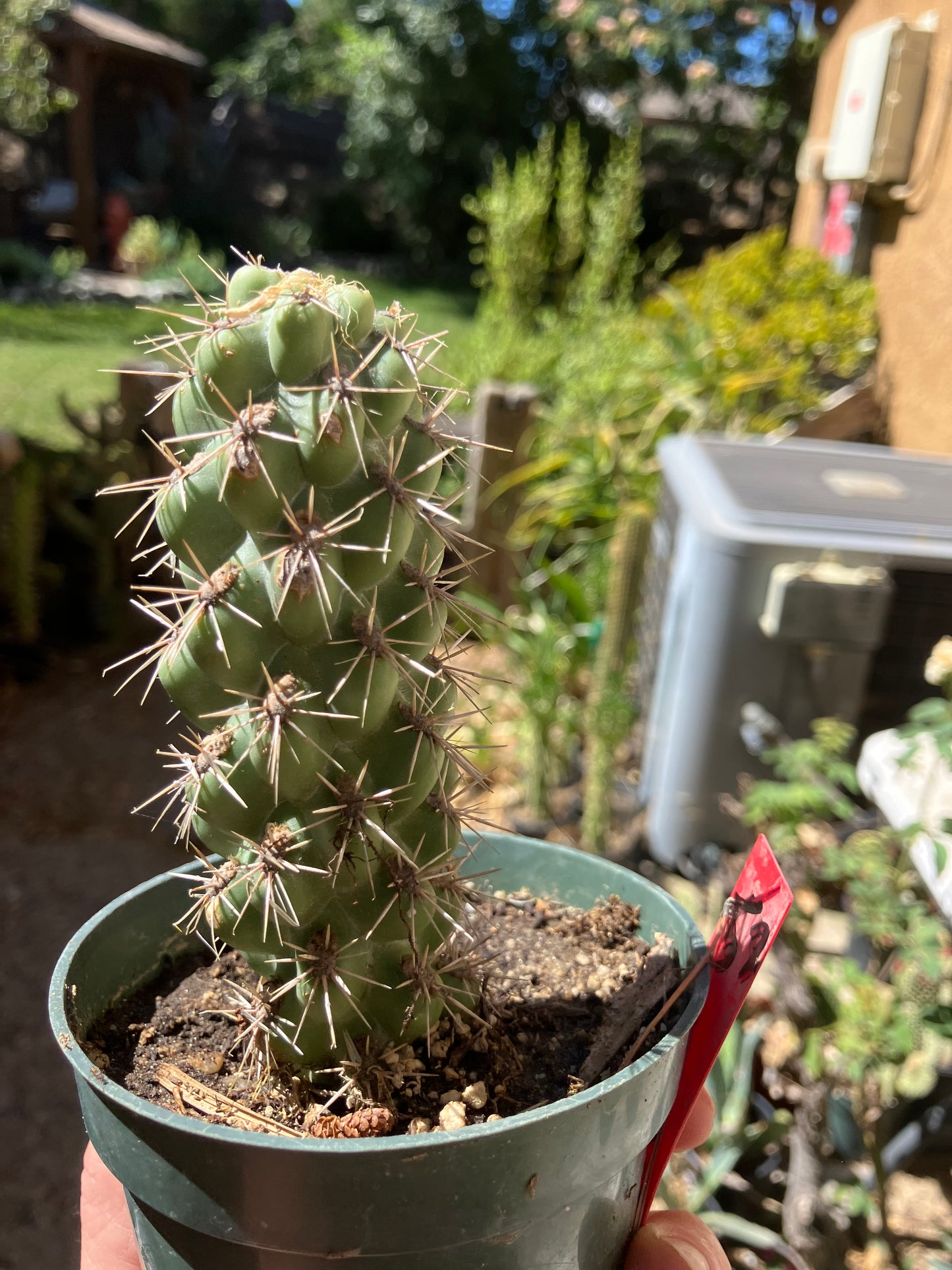 Cholla Cylindropuntia Buckhorn Cactus 5”Tall #52R