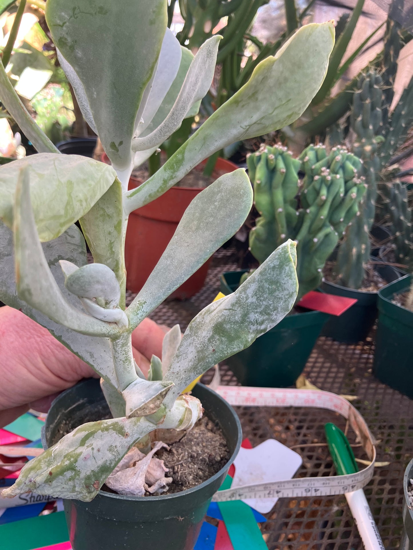 Cotyledon Silver Waves Succulent 10"Tall #010Y