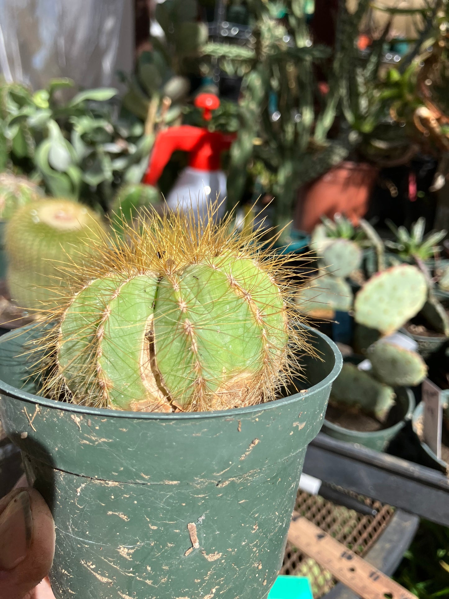 Notocactus Magnificus  Balloon Cactus Fast Grower  2.5" Wide #1G