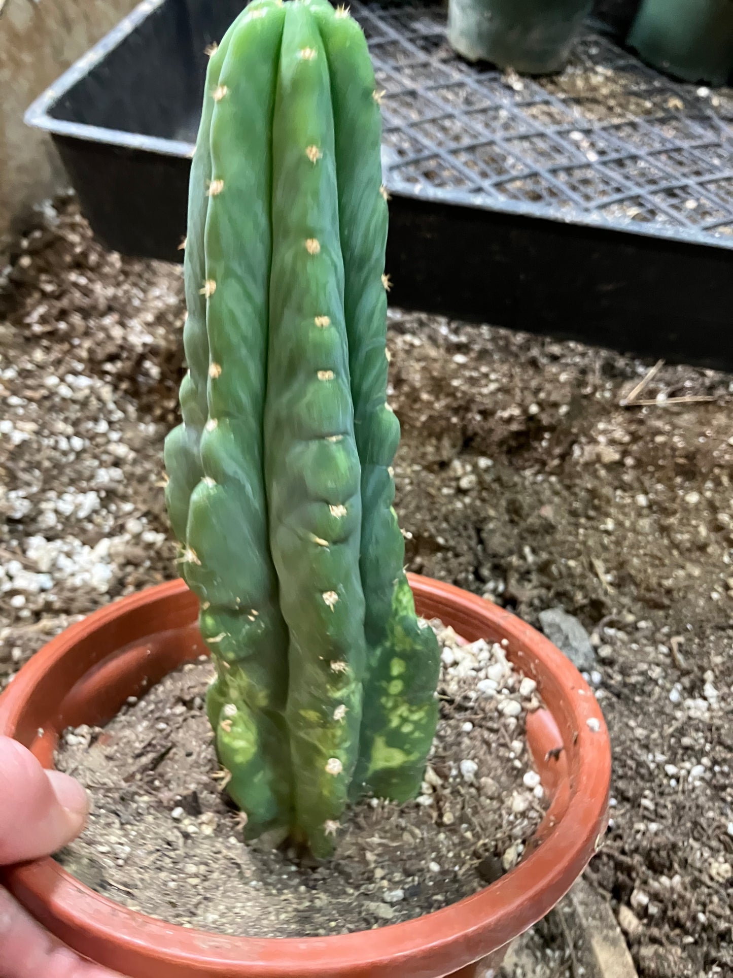 San Pedro Cactus - Trichocereus pachanoi 7"Tall #7Y