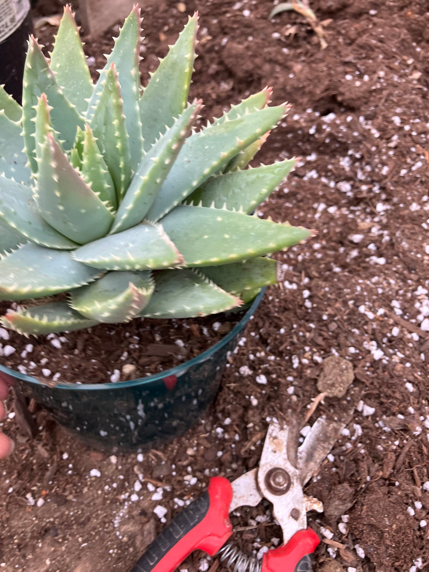 Aloe Brevifolia Short Leaf Aloe Succulent 5"Tall 7" Wide #30P