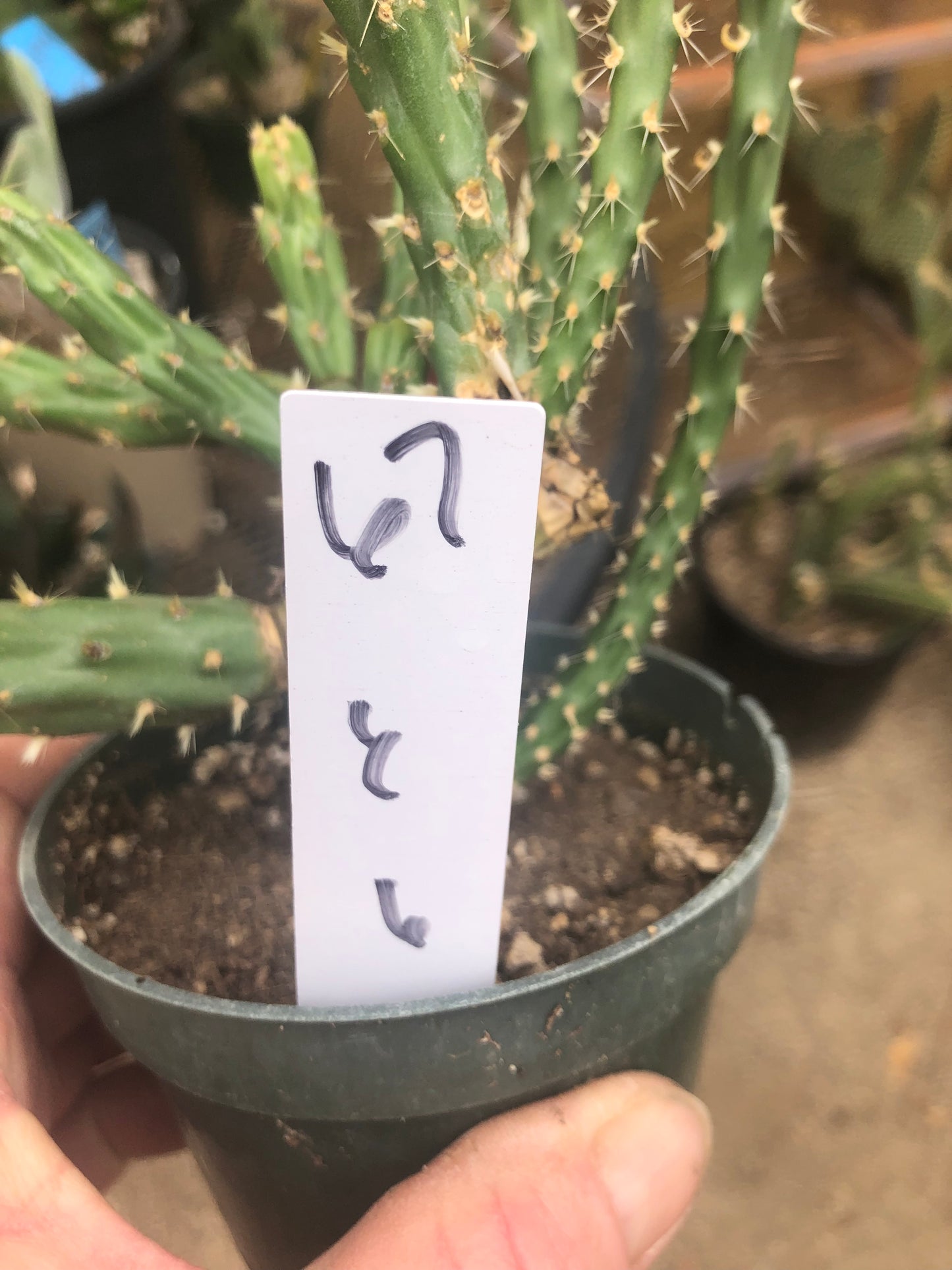 Cholla Cylindropuntia  Buckhorn 6”Tall #67W