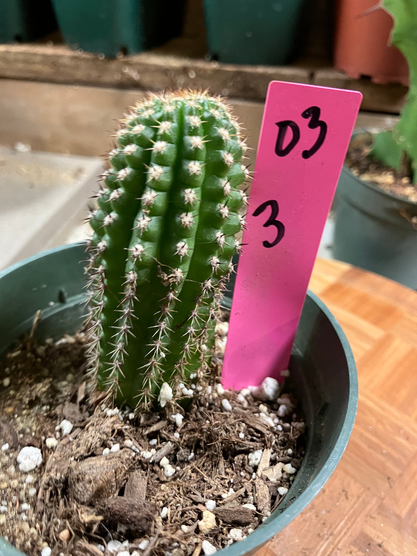 Pachycereus pecten-aboriginum Indian Comb Cactus 3"Tall #03P