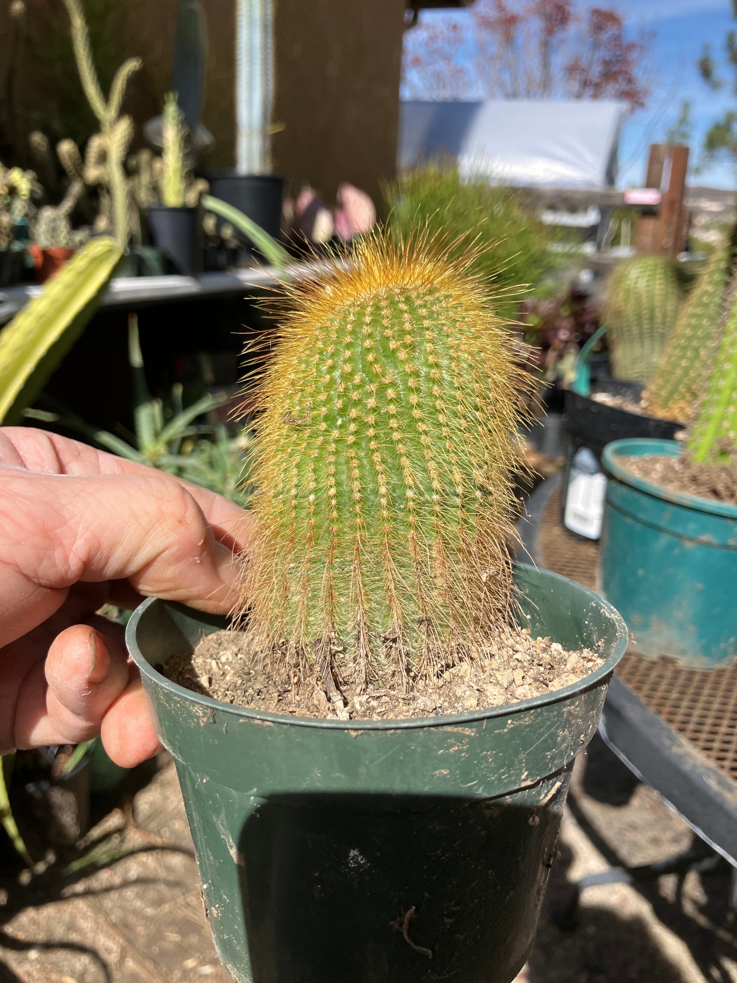 Notocactus leninghausii 4"Tall Cactus #200G
