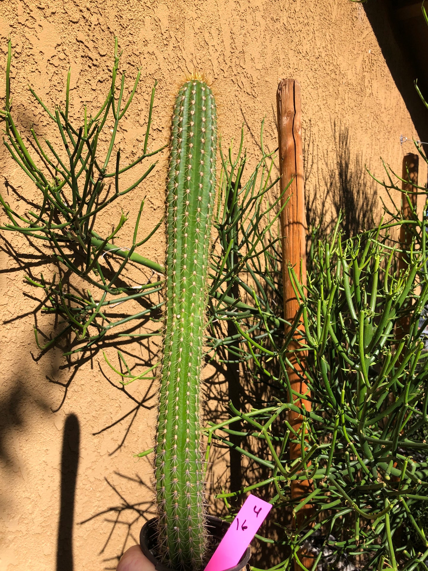 Golden Torch Cactus - Trichocereus spachianus 16" Tall #4P