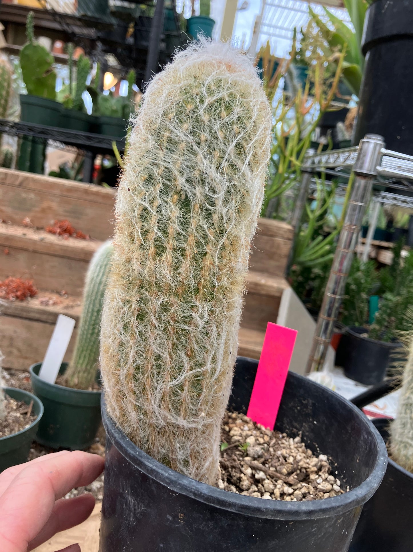 Espostoa lanata Old Man of the Mountain 9.5"Tall 8"Circumference #5P