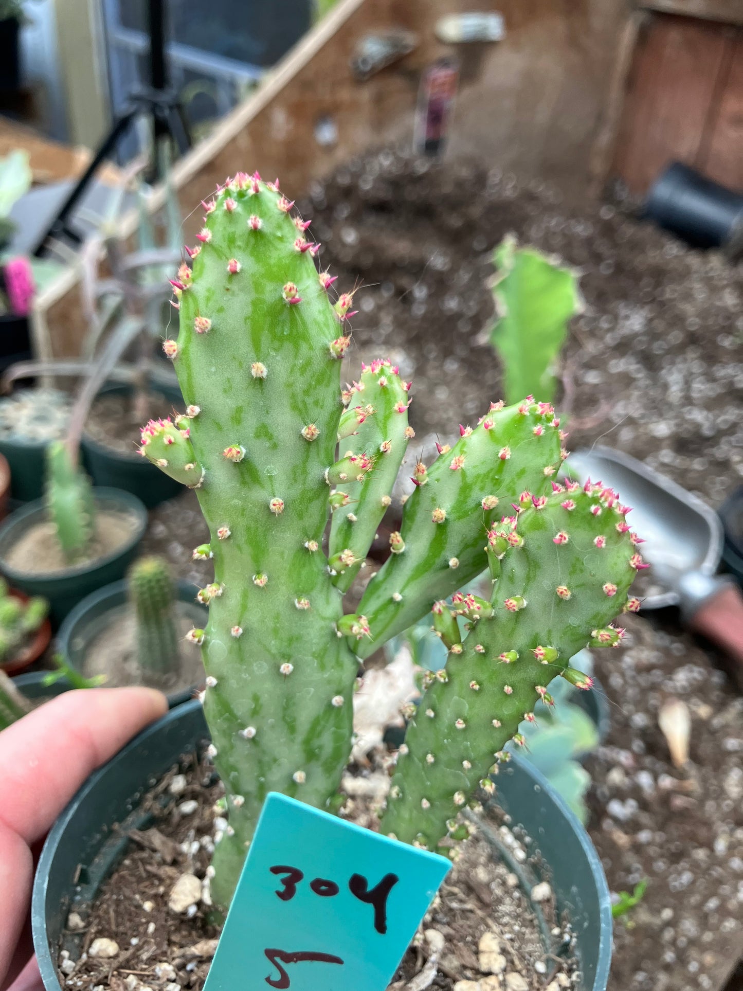 Opuntia monacantha "Joseph's Coat" Cactus 5"Tall #304G