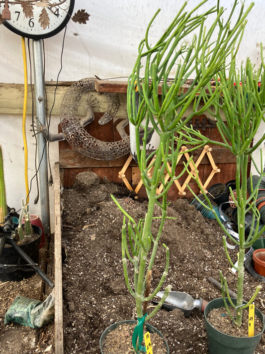 Euphorbia tirucalli Pencil Cactus 29"Tall 9"Wide #10Y