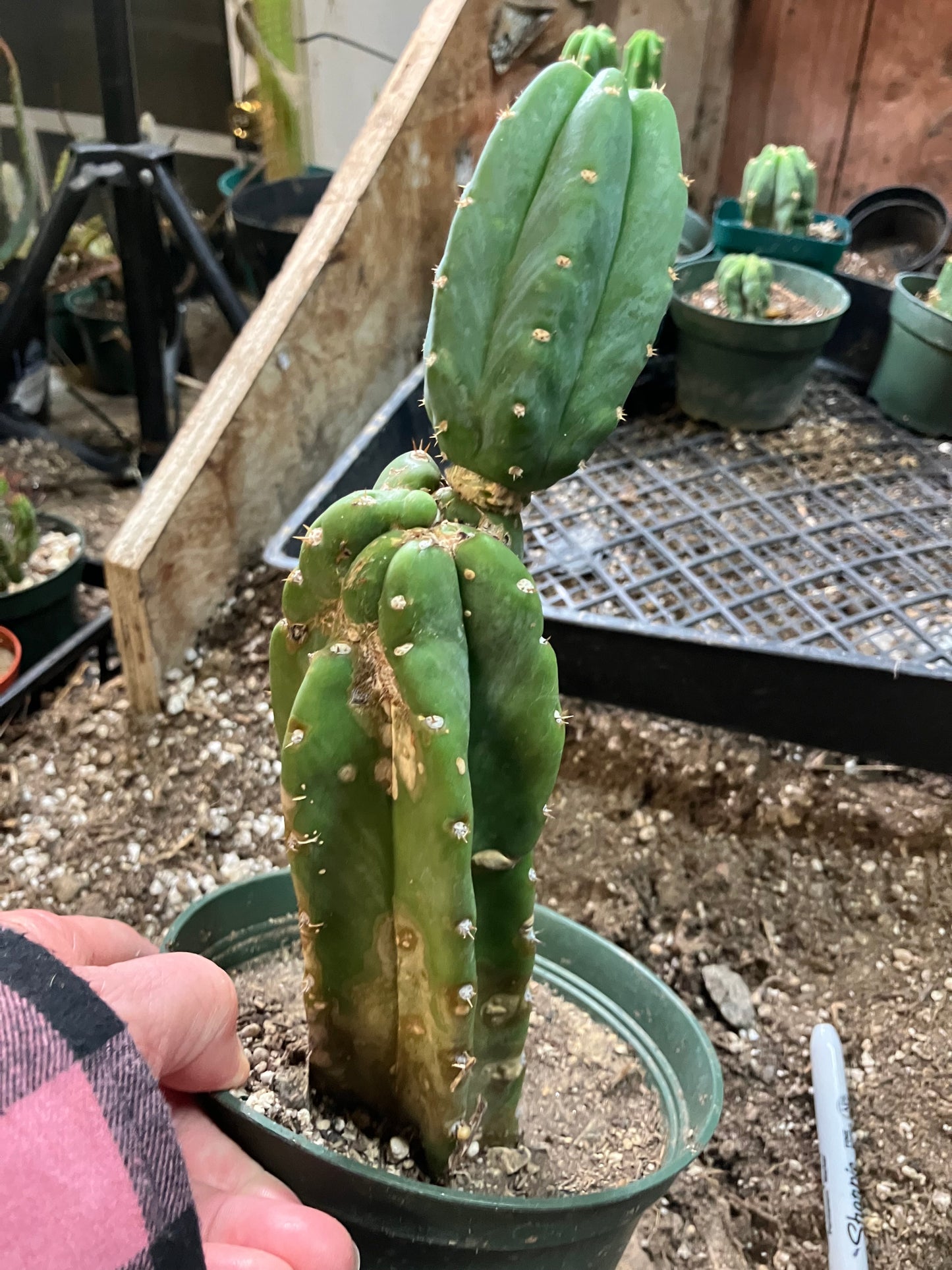 San Pedro Cactus - Trichocereus pachanoi 10"Tall #10PU