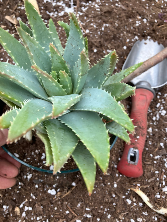 Aloe brevifolia  Succulent 6" Tall 7" Wide #26G