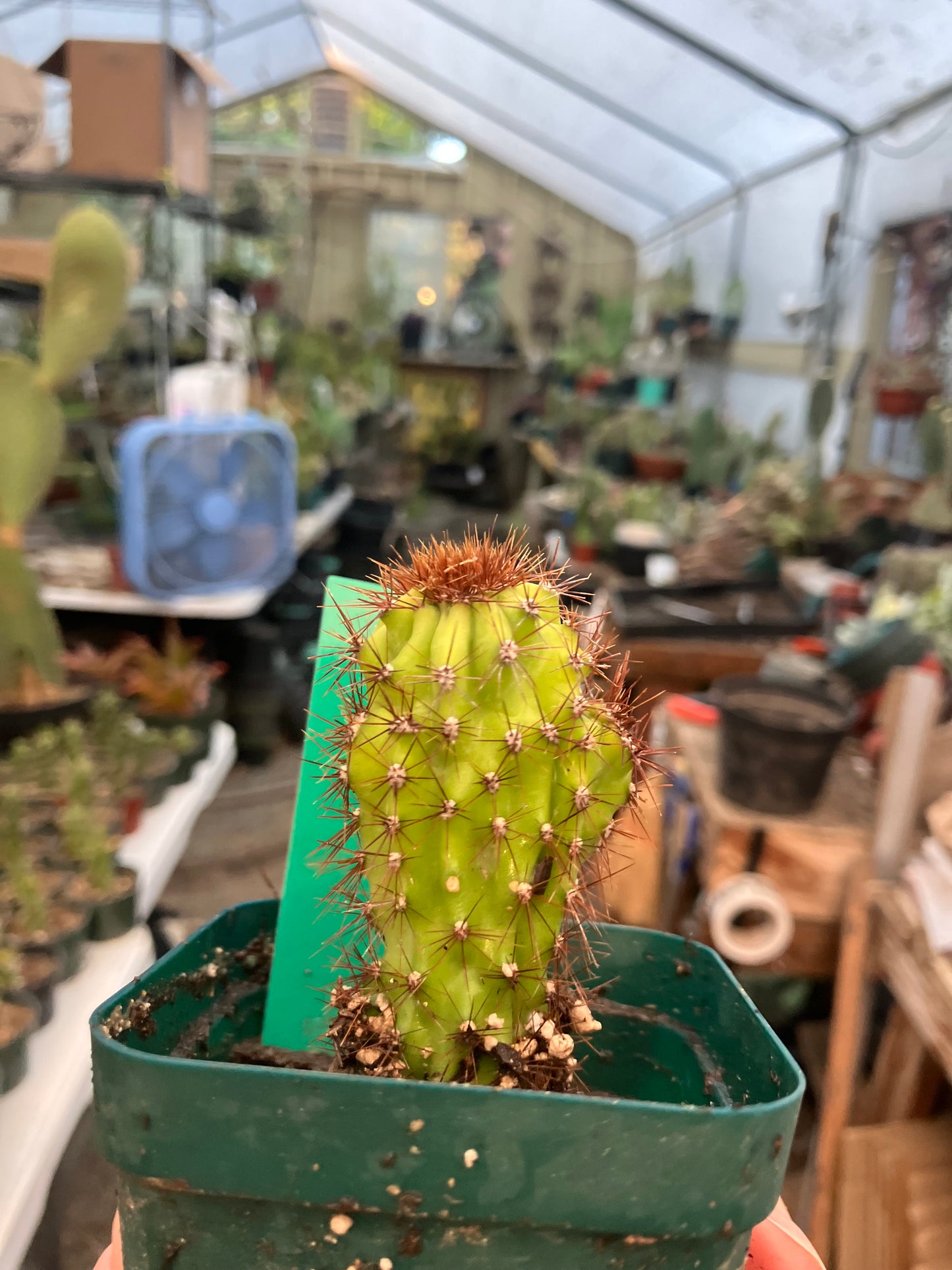 Cereus Peruvianus Monstrose "Rojo" 3” Tall #100G
