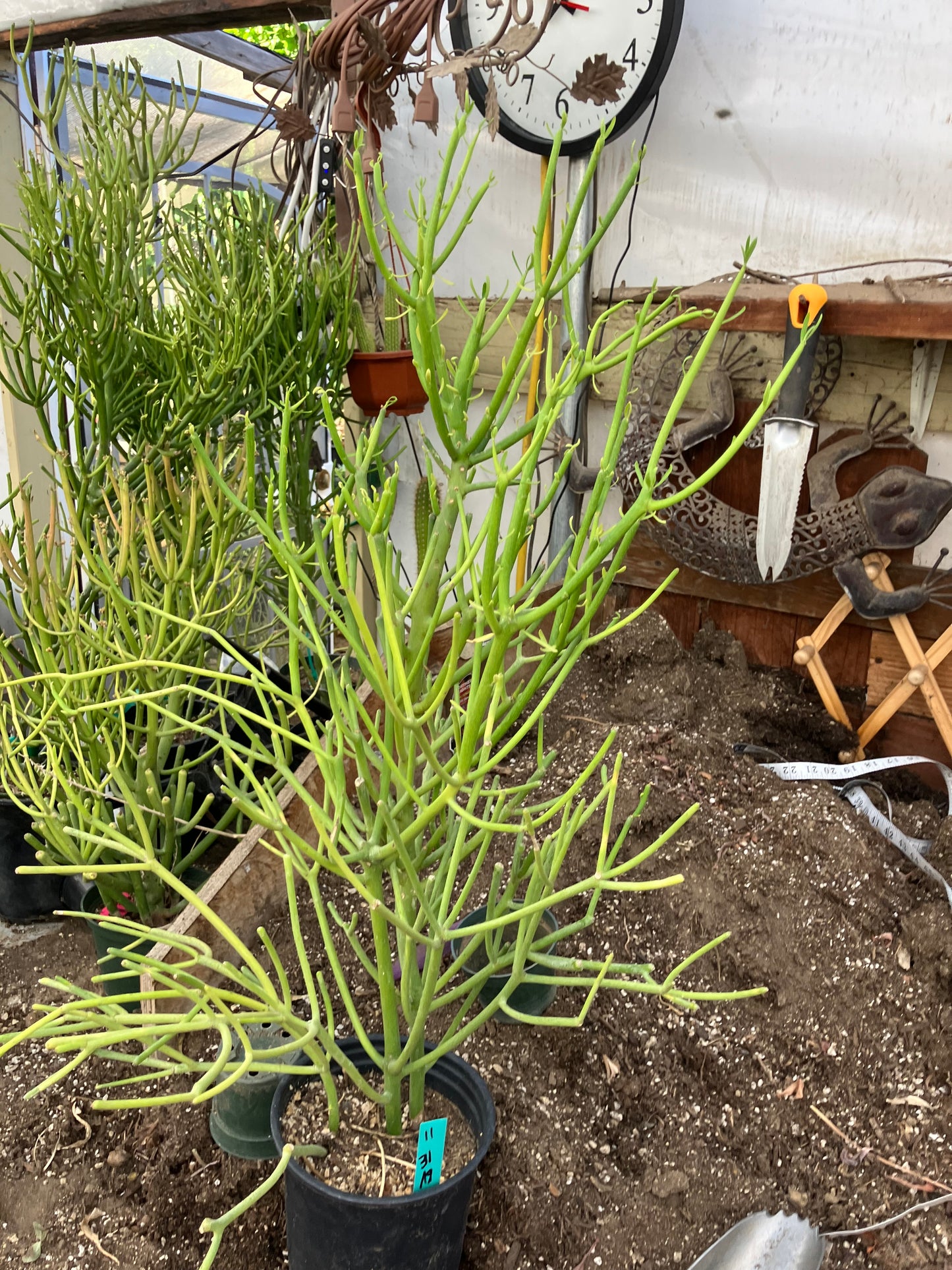 Euphorbia tirucalli Pencil Cactus/Succulent 31"Tall 19"Wide #11G