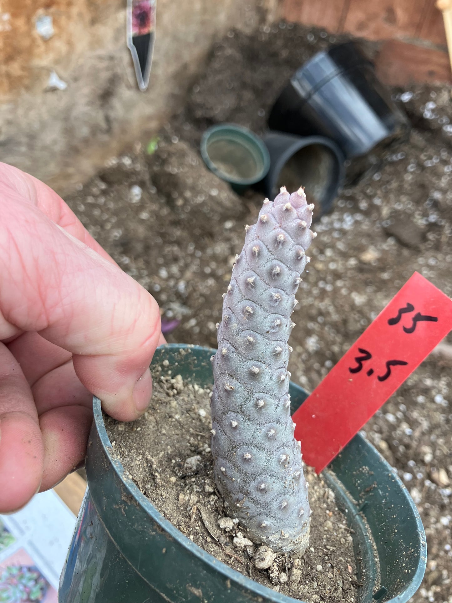 Pine Cone Cactus Tephrocactus~ articulatus var. diadematus Pinecone 3.5"Tall #35R