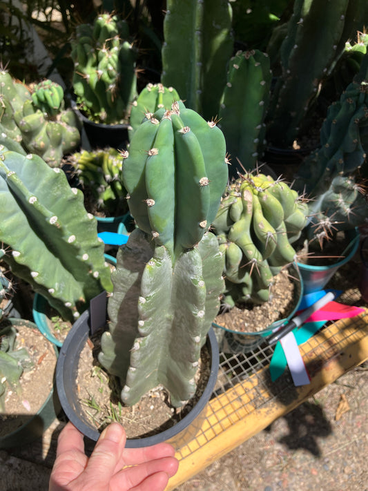 Cereus Peruvianus Night Blooming 13"Tall #132W