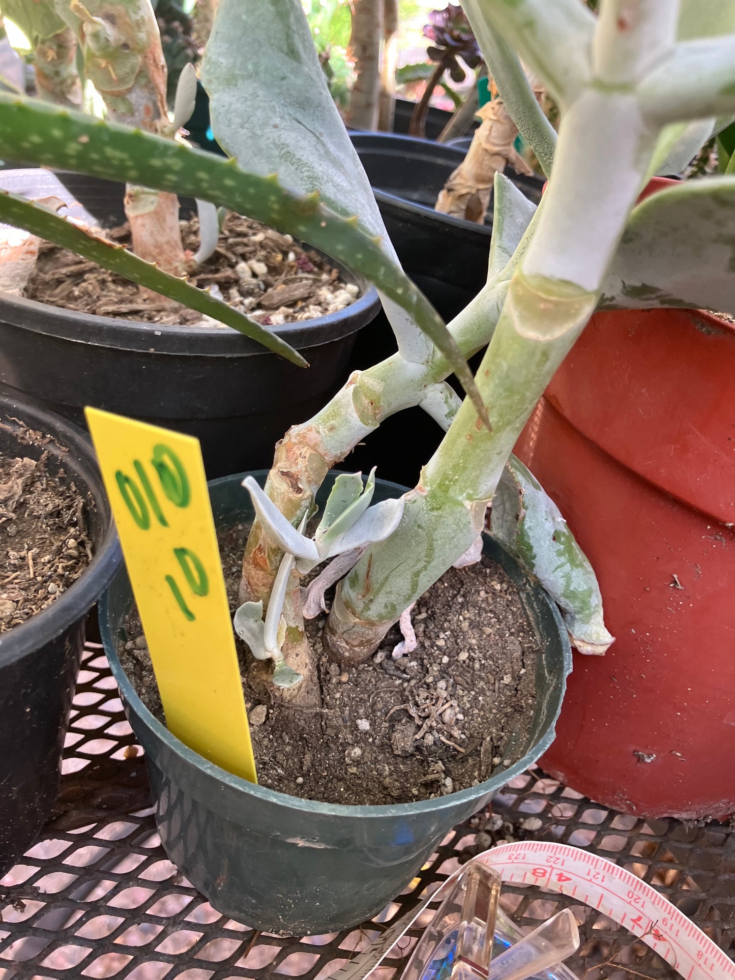 Cotyledon Silver Waves Succulent 10"Tall #010Y