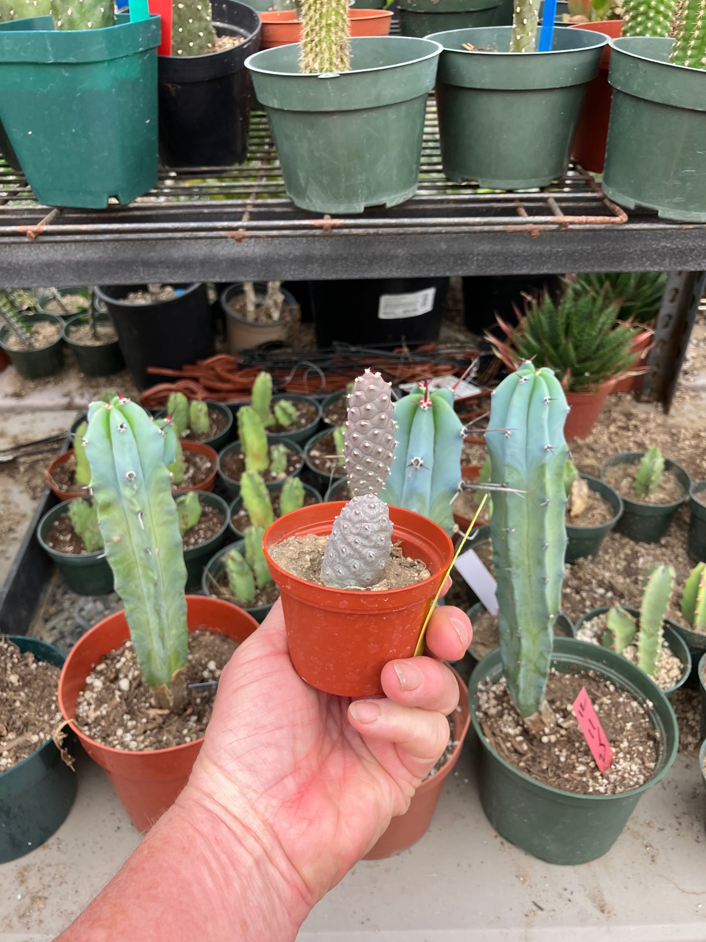 Pine Cone Cactus Tephrocactus~ articulatus var. diadematus Pinecone 3”Tall #220Y