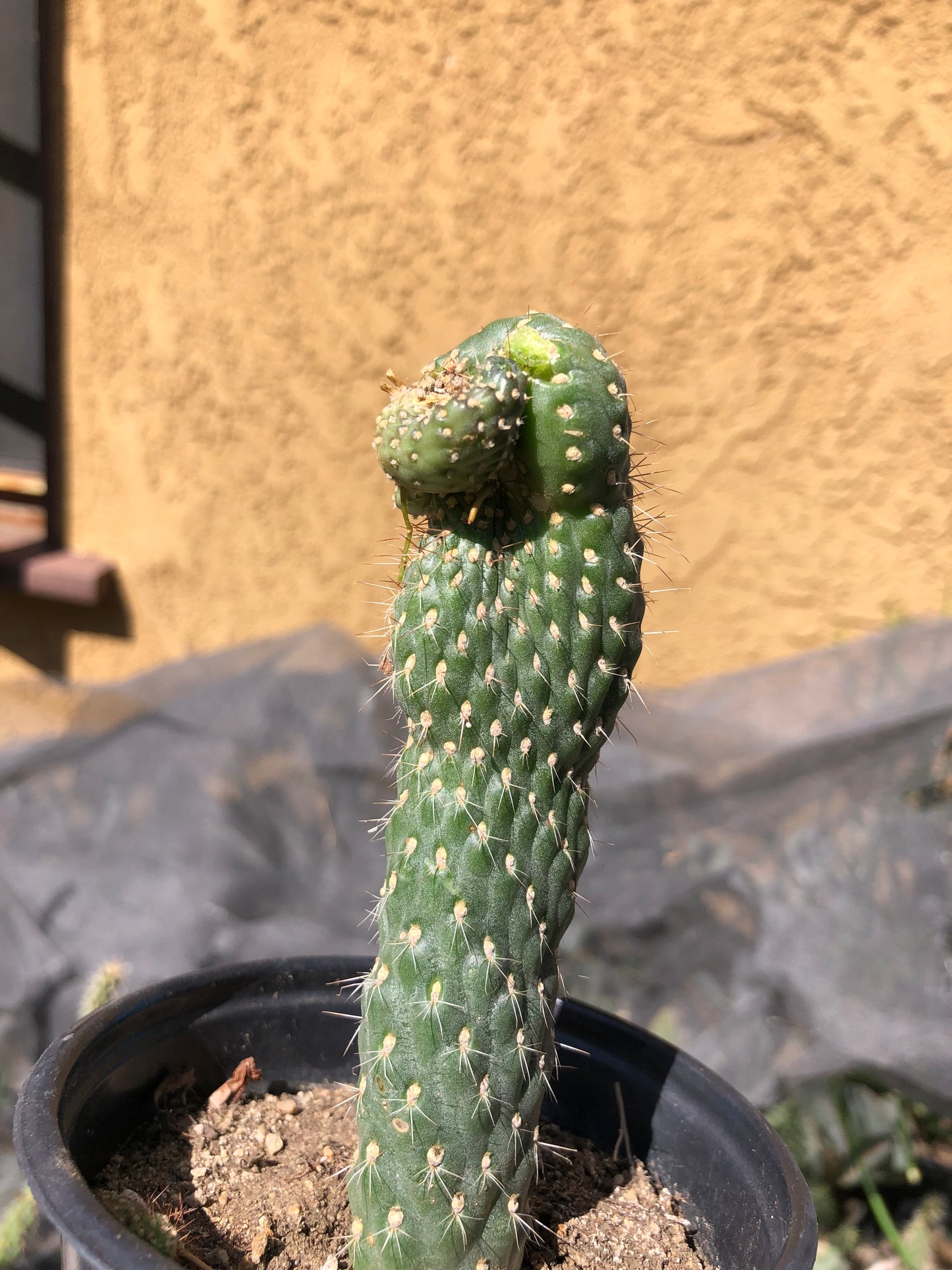 Cylindropuntia fulgida Cholla Boxing Glove Cactus Crest 4.5"Tall #46G