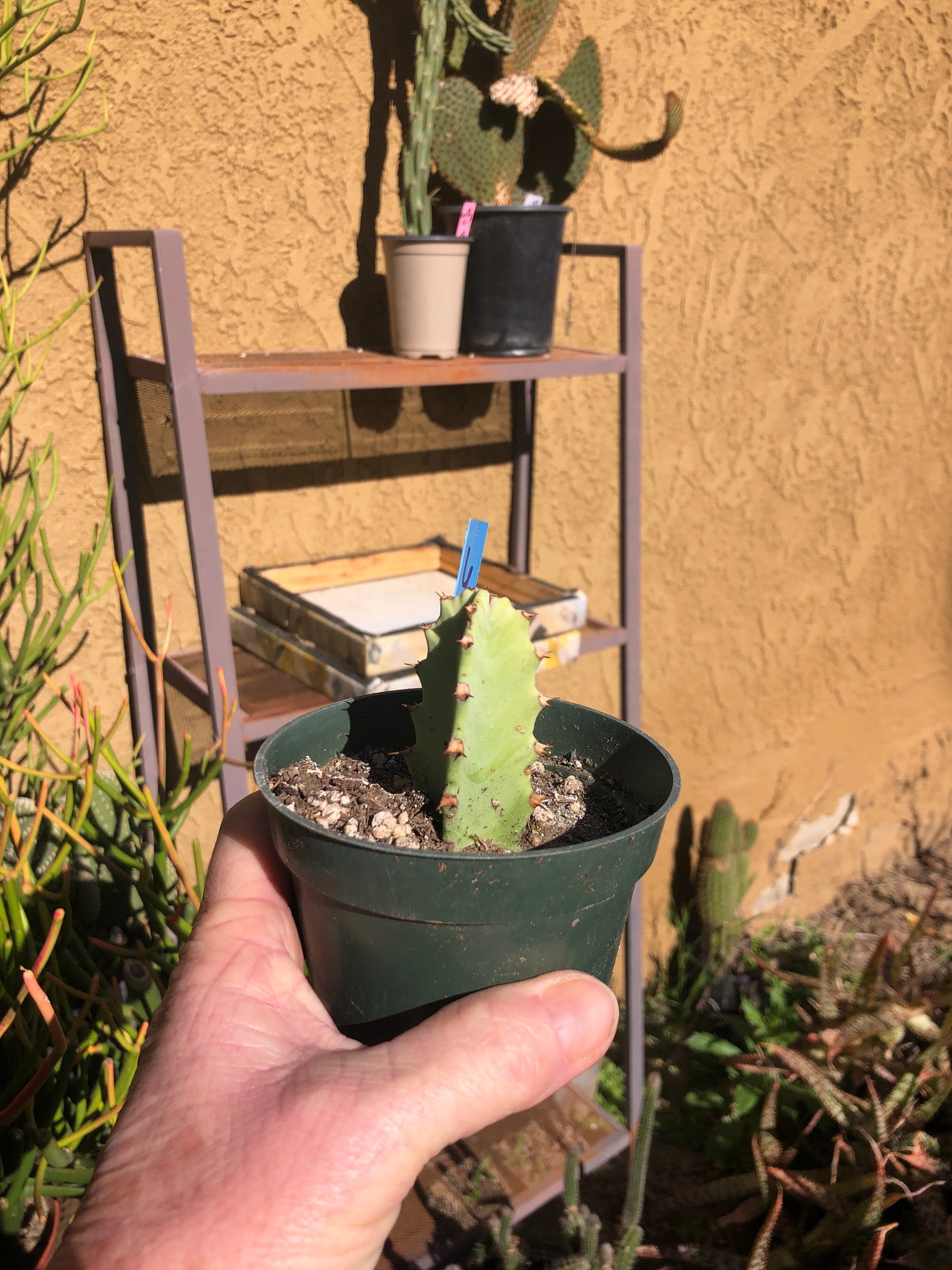 Euphorbia resinifera Moroccan Mound 3"Tall #6B
