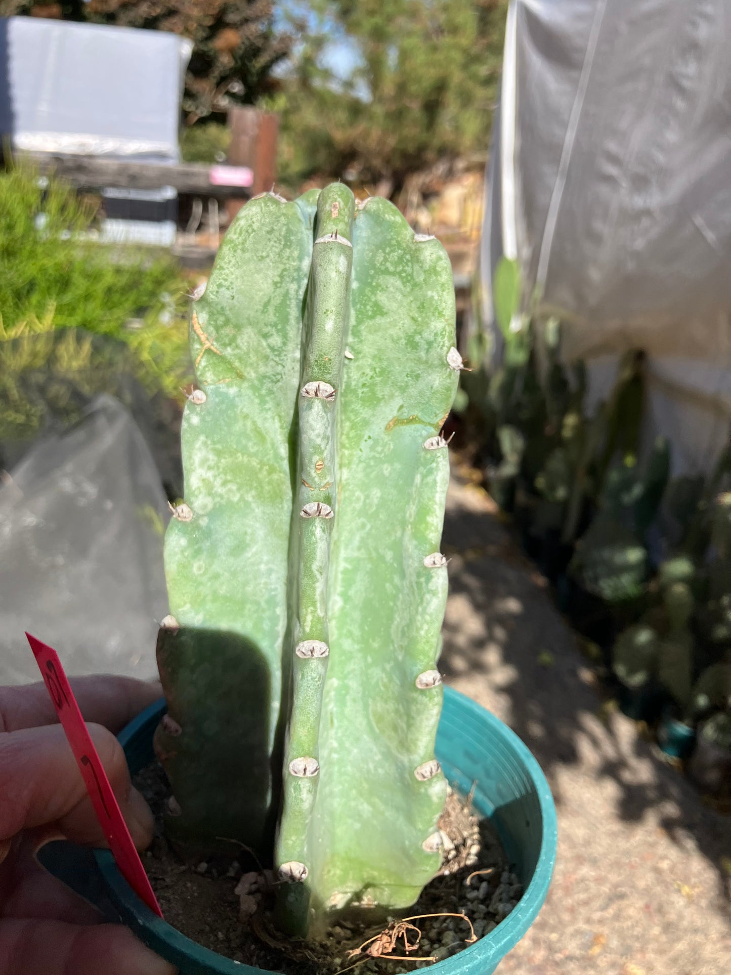 Cereus Peruvianus Night Blooming 7”Tall #07P
