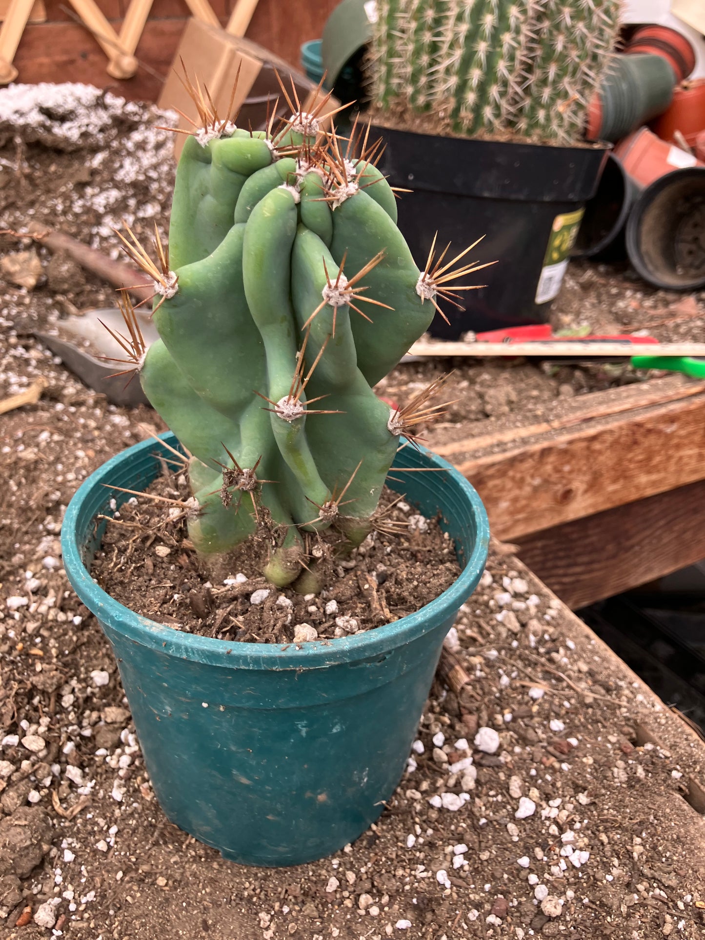 Cereus Peruvianus Monstrose Night Blooming 6"Tall #1W