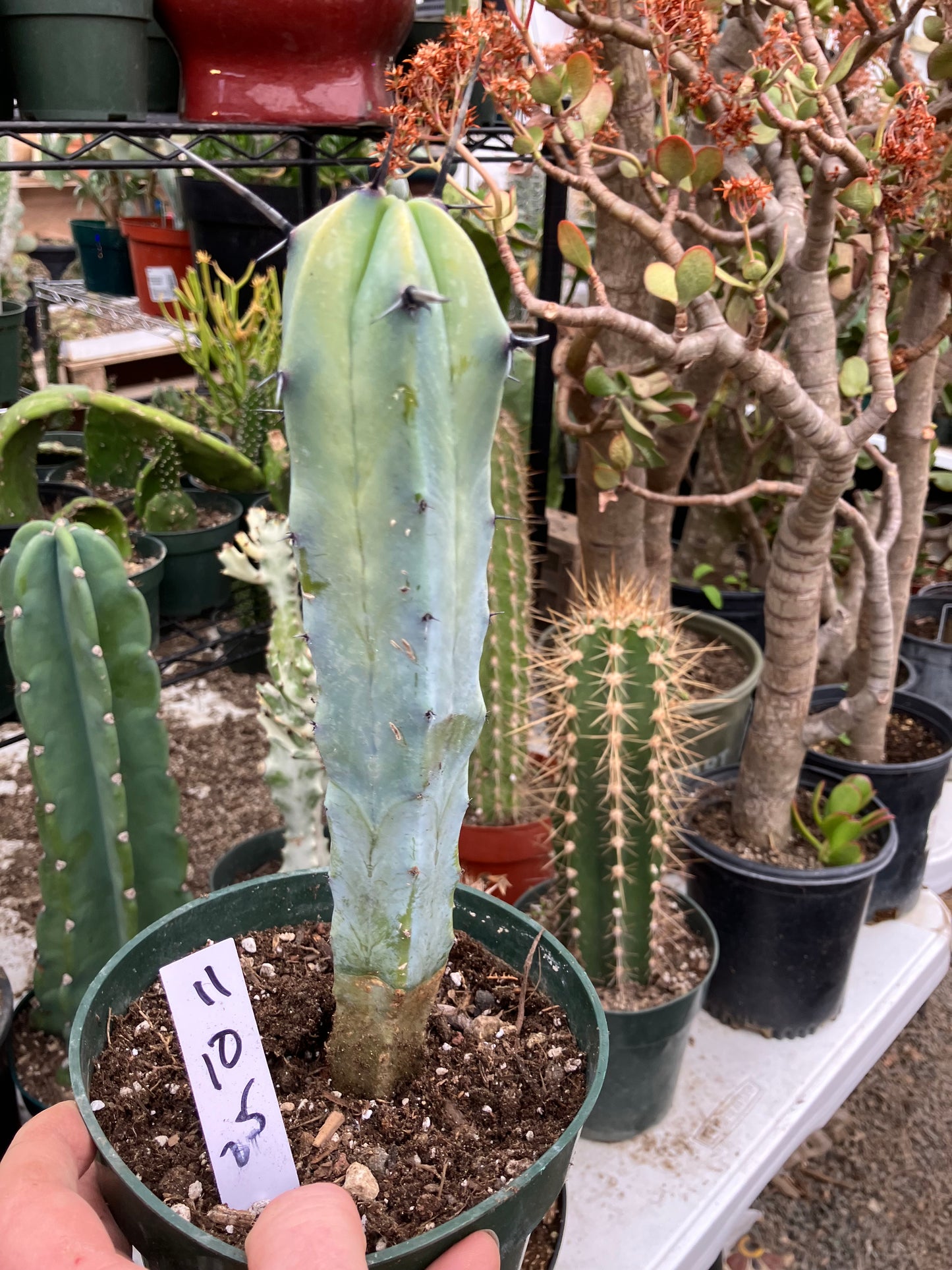Myrtillocactus cochal Candelabra Cactus 11"Tall 2.5" Wide #11W