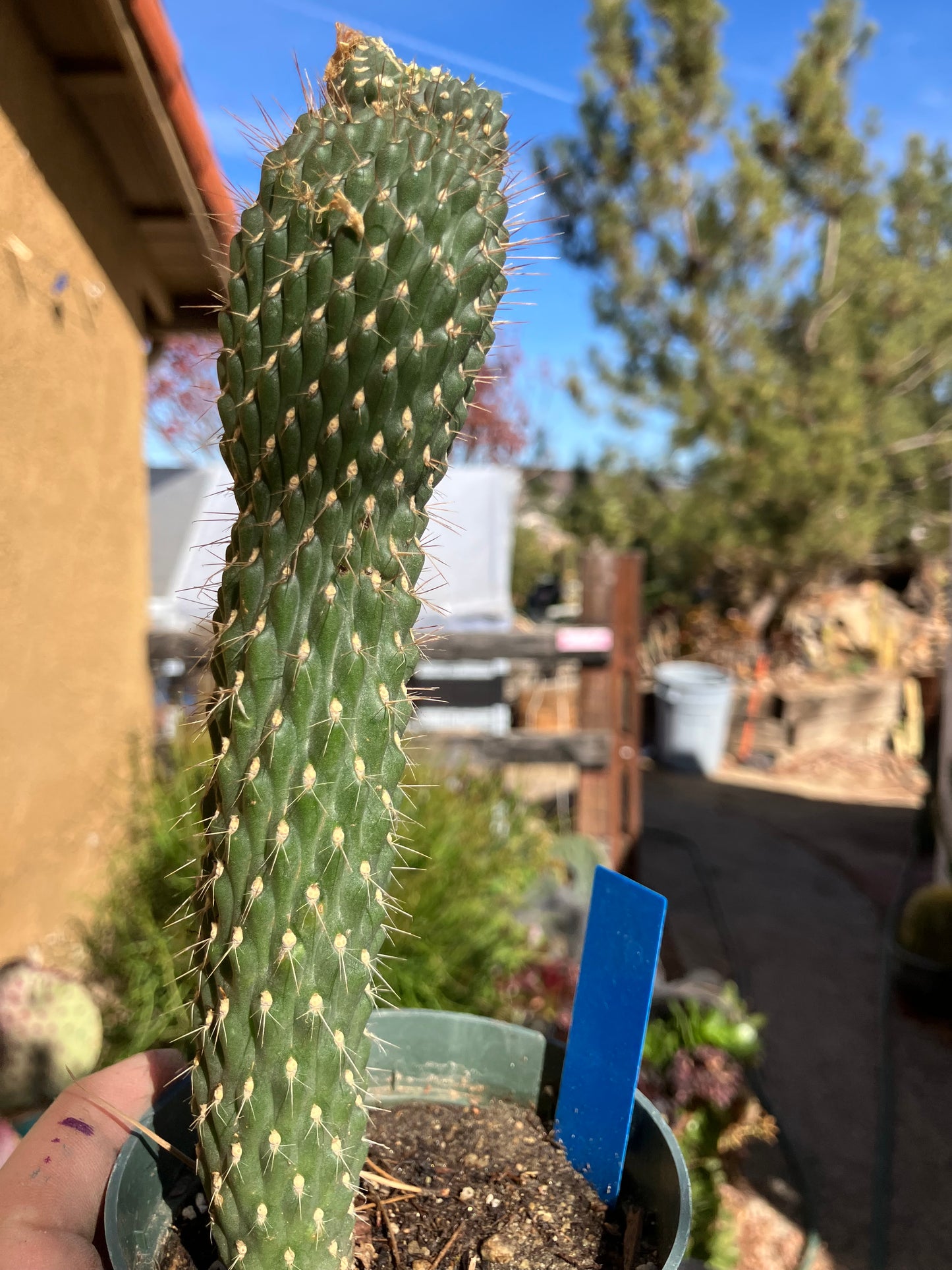 Cylindropuntia fulgida Cholla Boxing Glove Cactus Crest 8"Tall #8B*