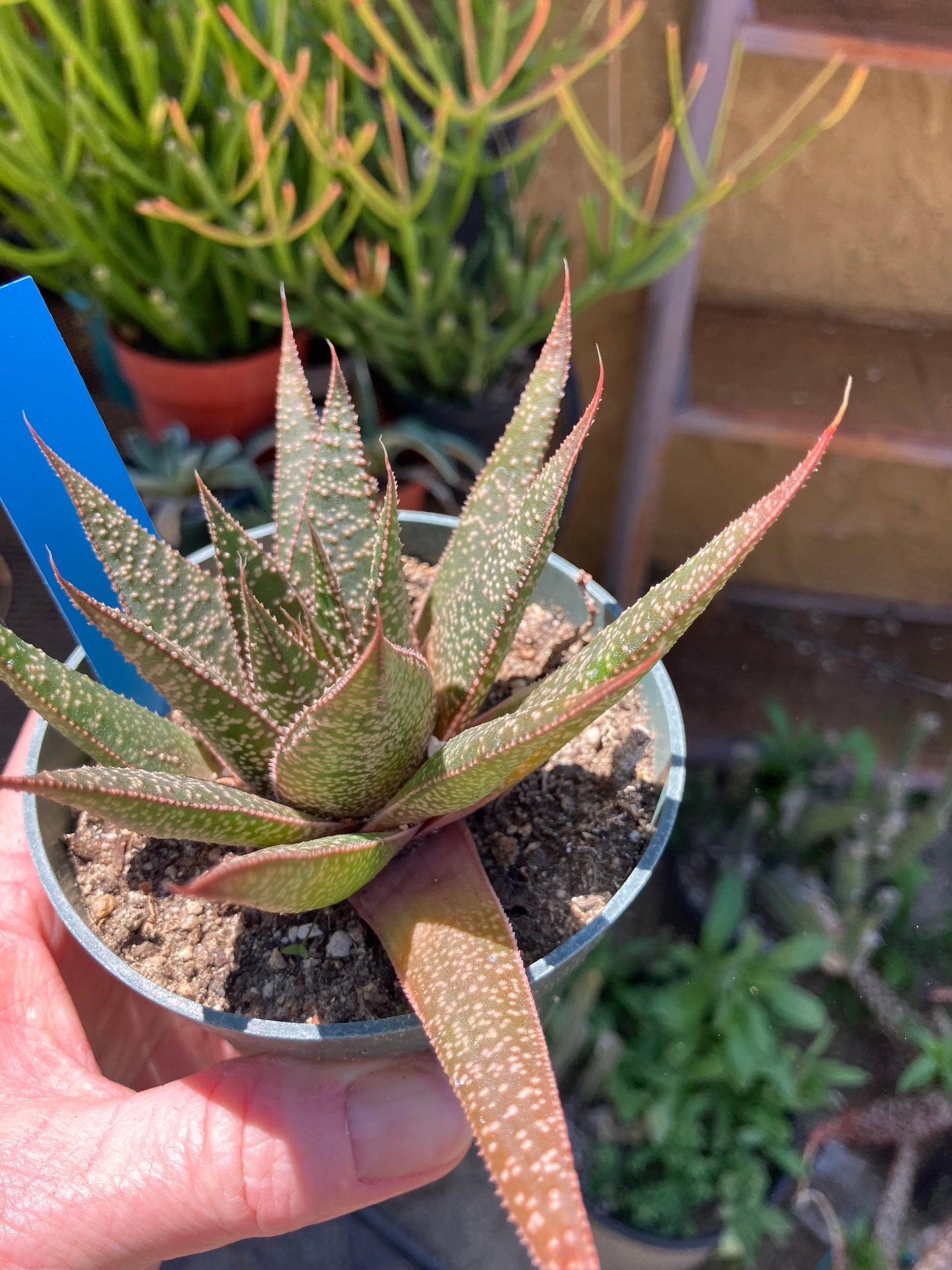 Guinea-fowl aloe  Aristaloe aristata 4”Wide #41B
