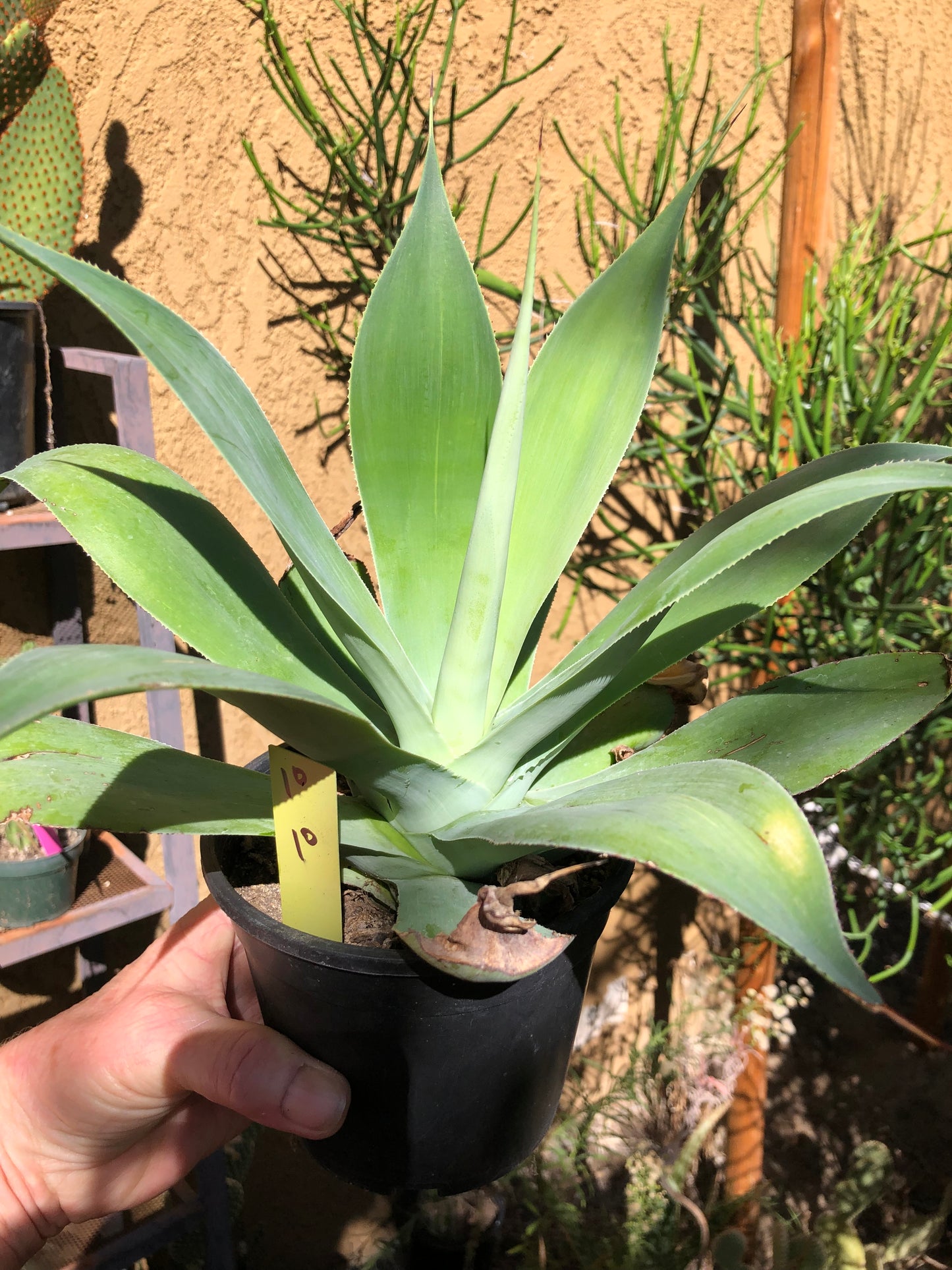 Agave~ Fox Tail Agave Attenuata 10"Wide #10Y