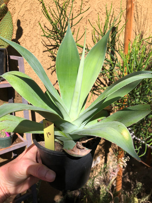 Agave~ Fox Tail Agave Attenuata   10"Wide #10Y