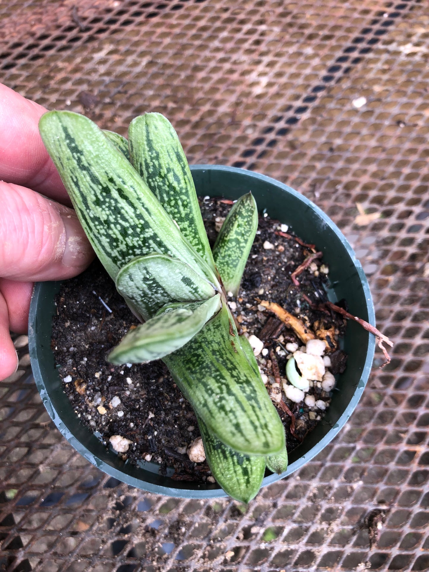 Gasteria Little Warty 3.5”W