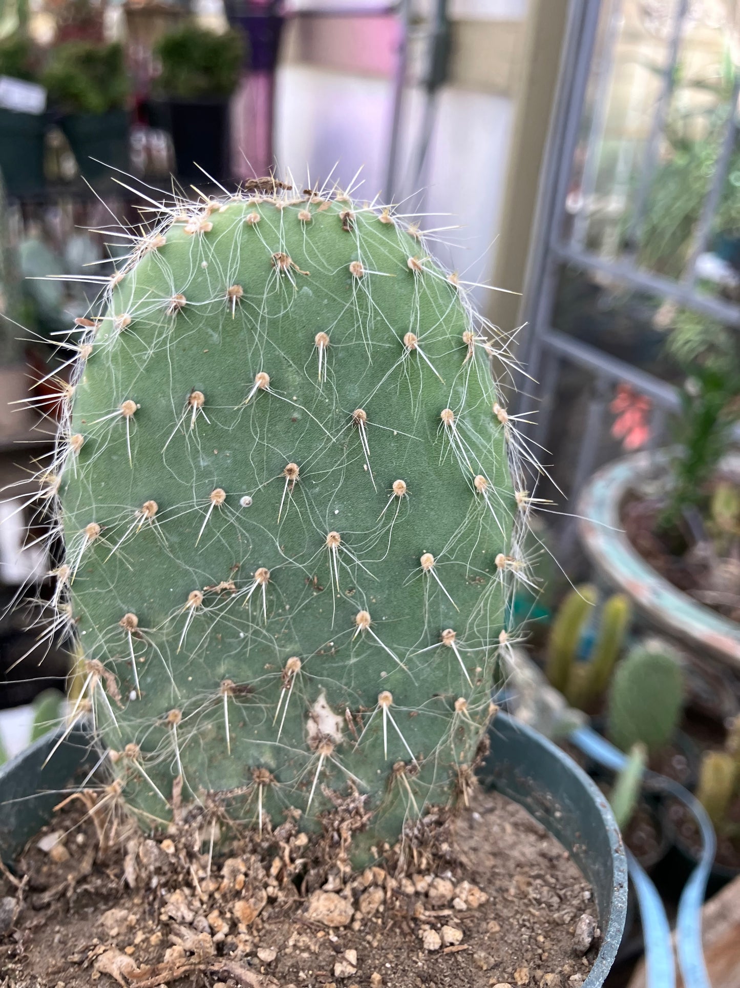 Opuntia pailana "White Thorned" Prickly Pear 4"Tall #11B