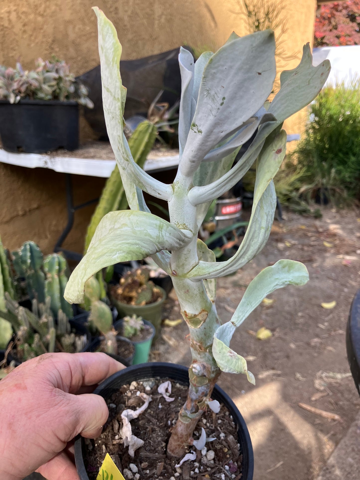 Cotyledon Silver Waves Succulent 12"Tall #126Y