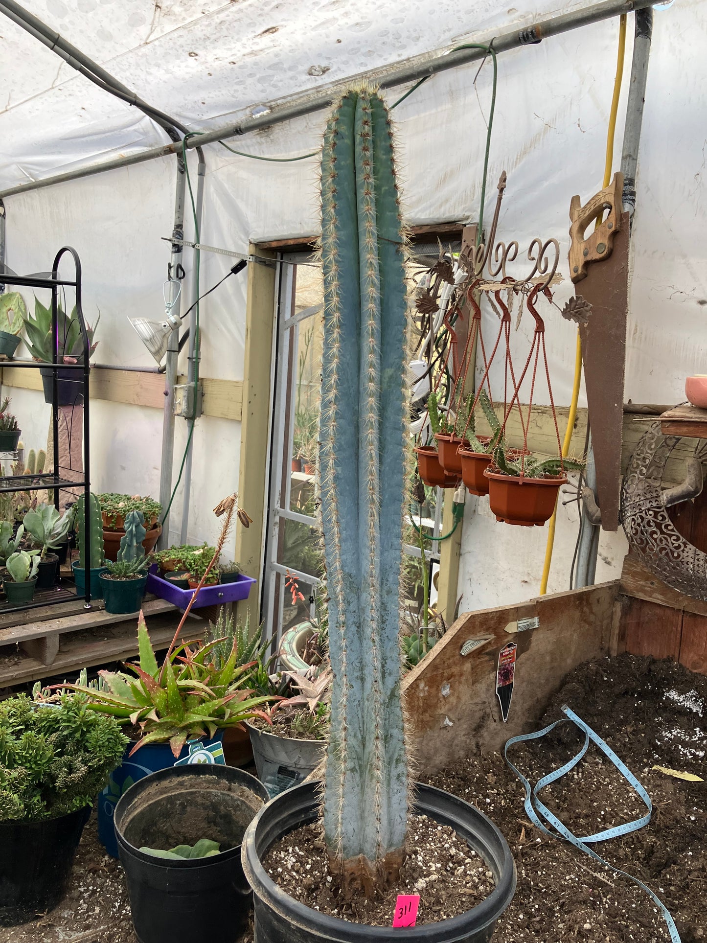 Pilosocereus Blue Azureus Cactus 31" Tall 11.25"Circumference #311P