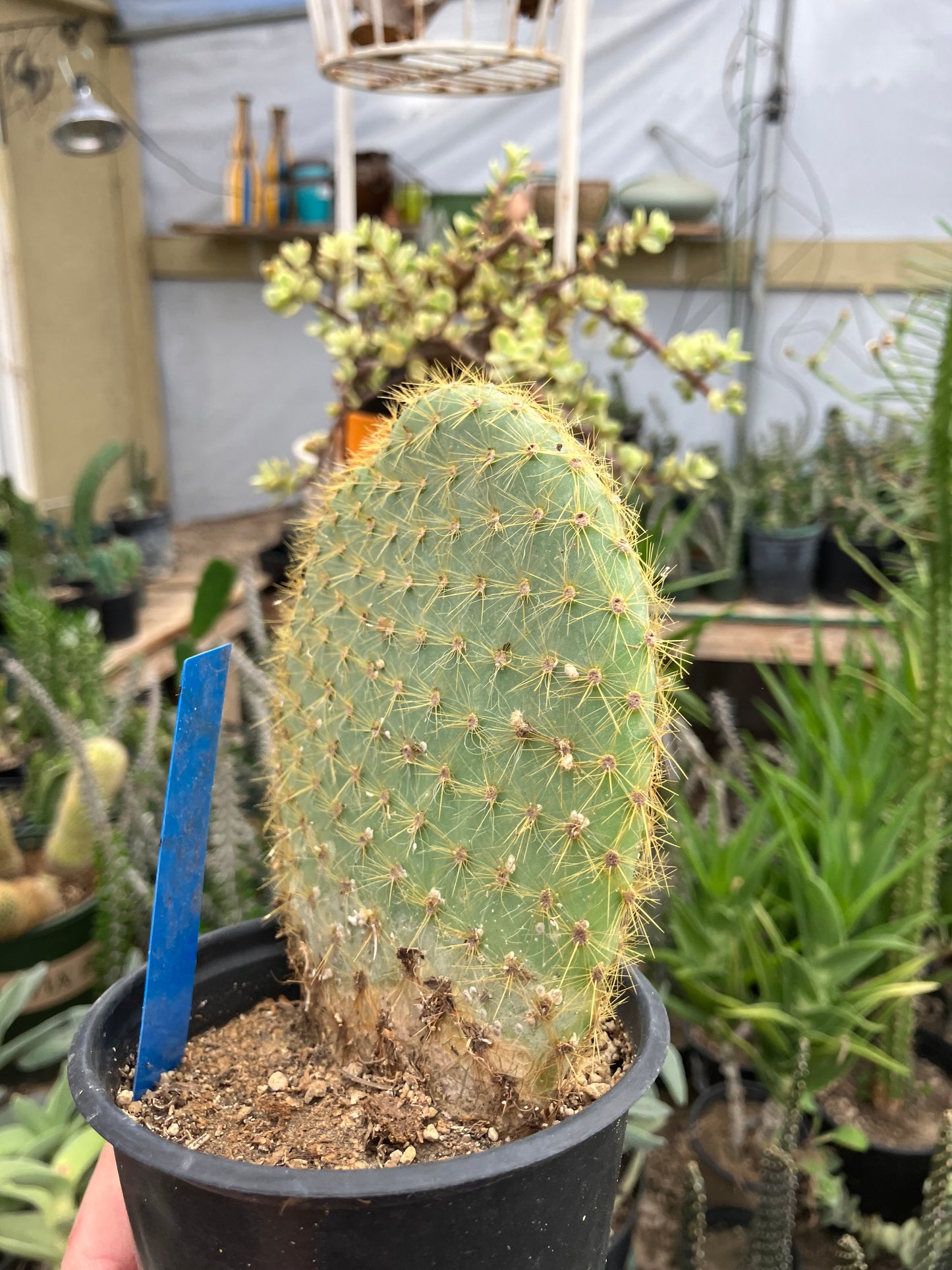 Opuntia scheerii Prickly Pear 5.5"Tall #545B