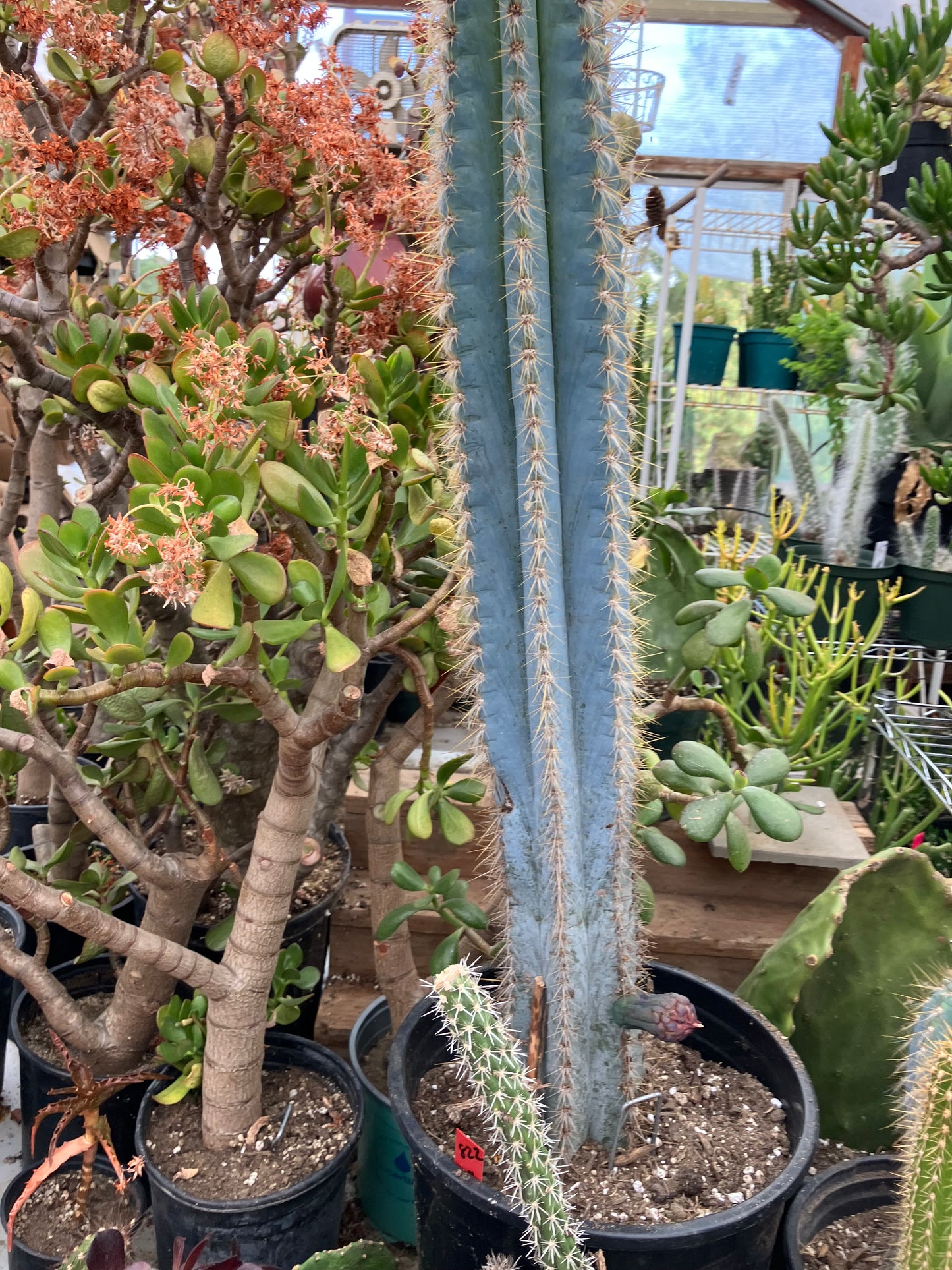 Pilosocereus Blue Azureus Cactus 28" Tall 12.5"Circumference #822R