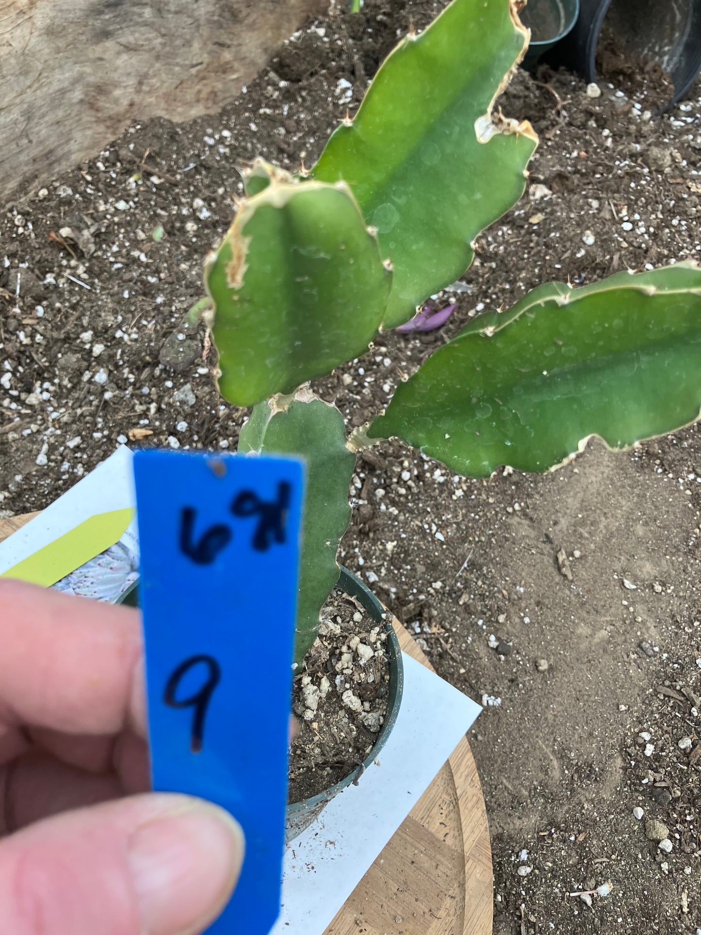 Dragon Fruit Plant Rooted Pitaya or Pitahaya 9" Tall #68B