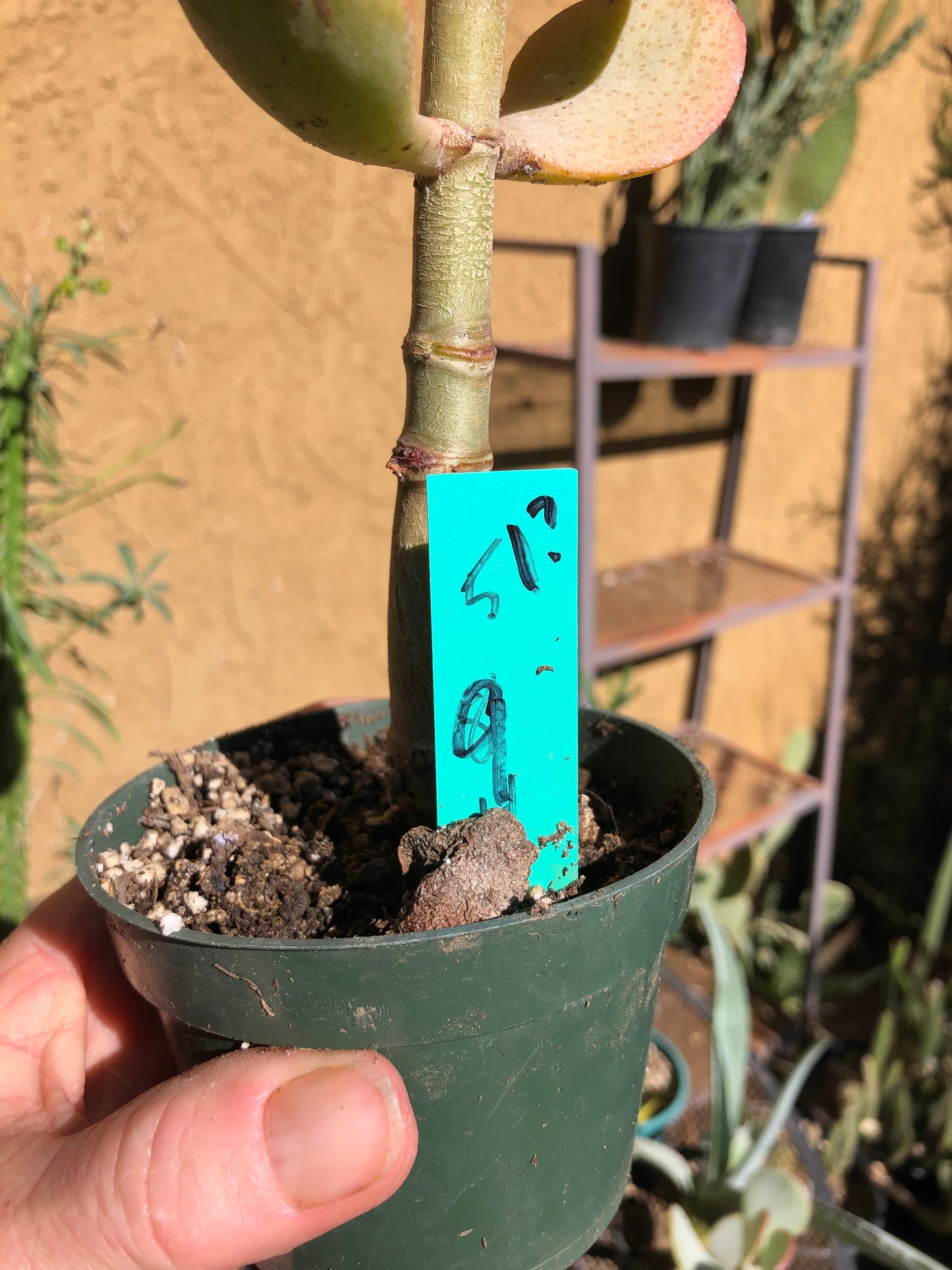 Crassula arborescens Silver Dollar 9”Tall #51G*