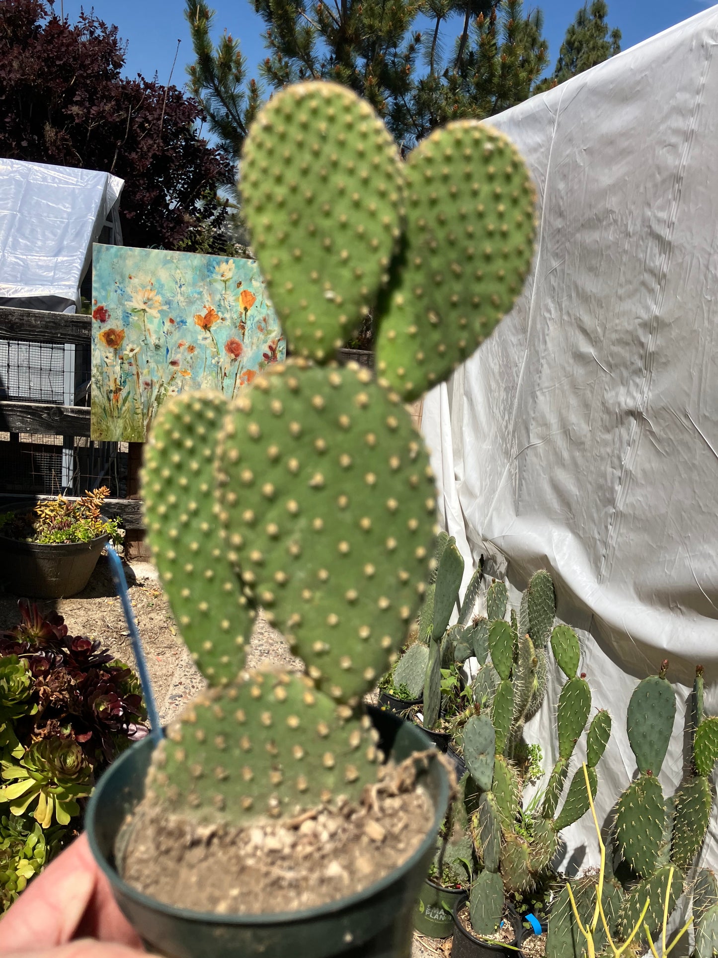 Opuntia microdasys Off White Bunny 8"Tall #100B
