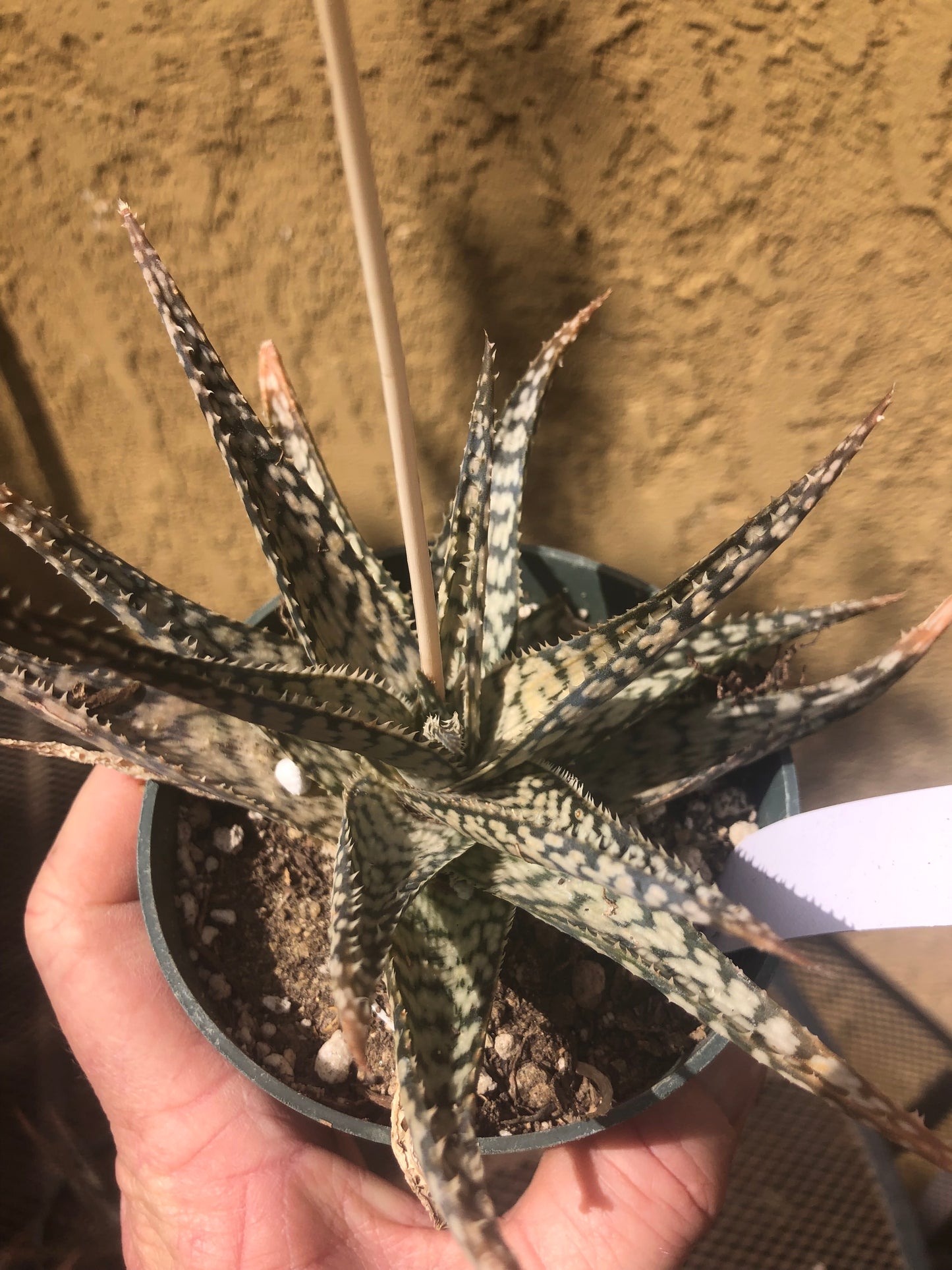 Aloe~ "Lizard lips" Exotic Cultivar Dwarf Aloe 6”Wide #66W