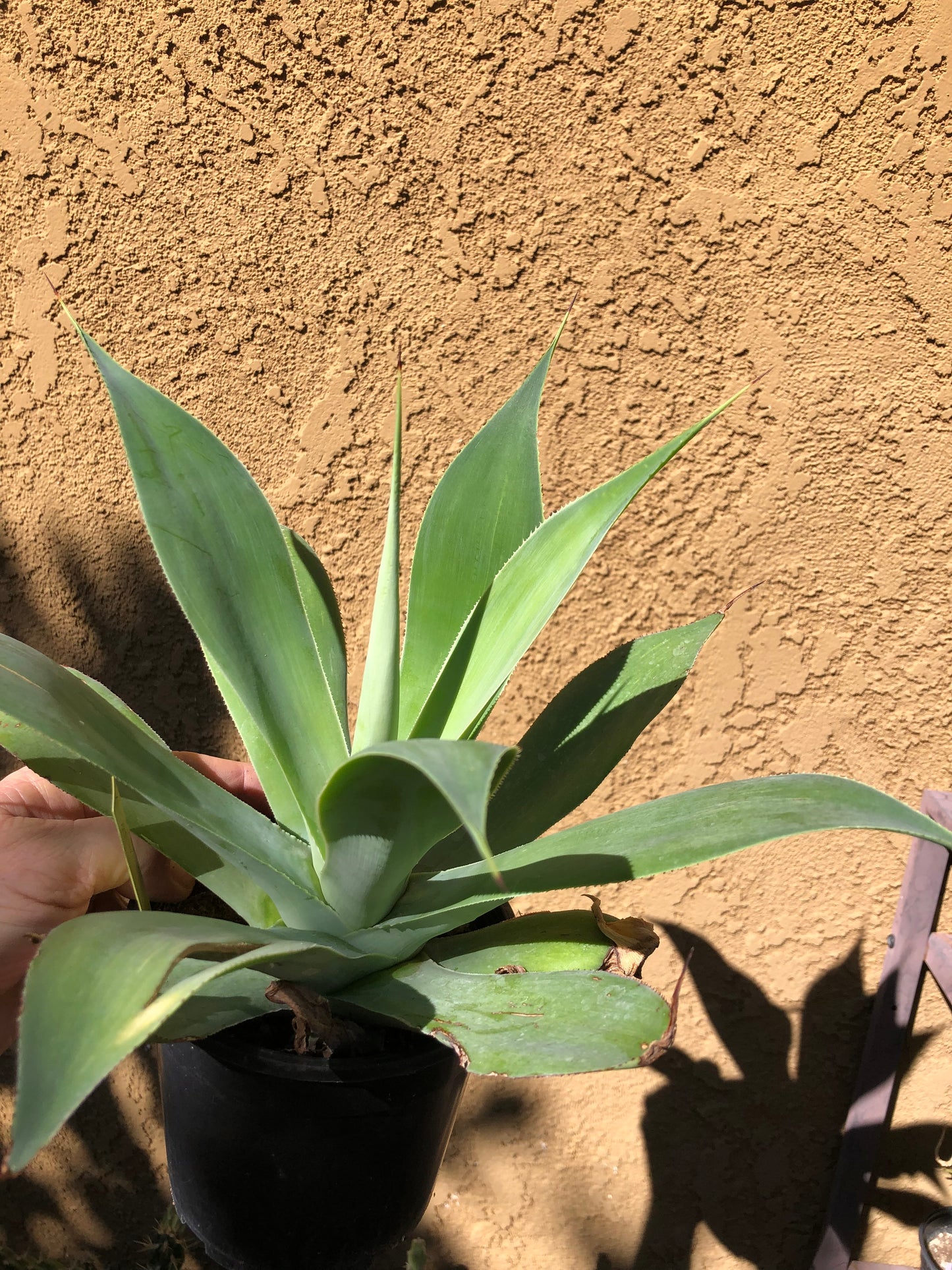 Agave~ Fox Tail Agave Attenuata 10"Wide #10Y