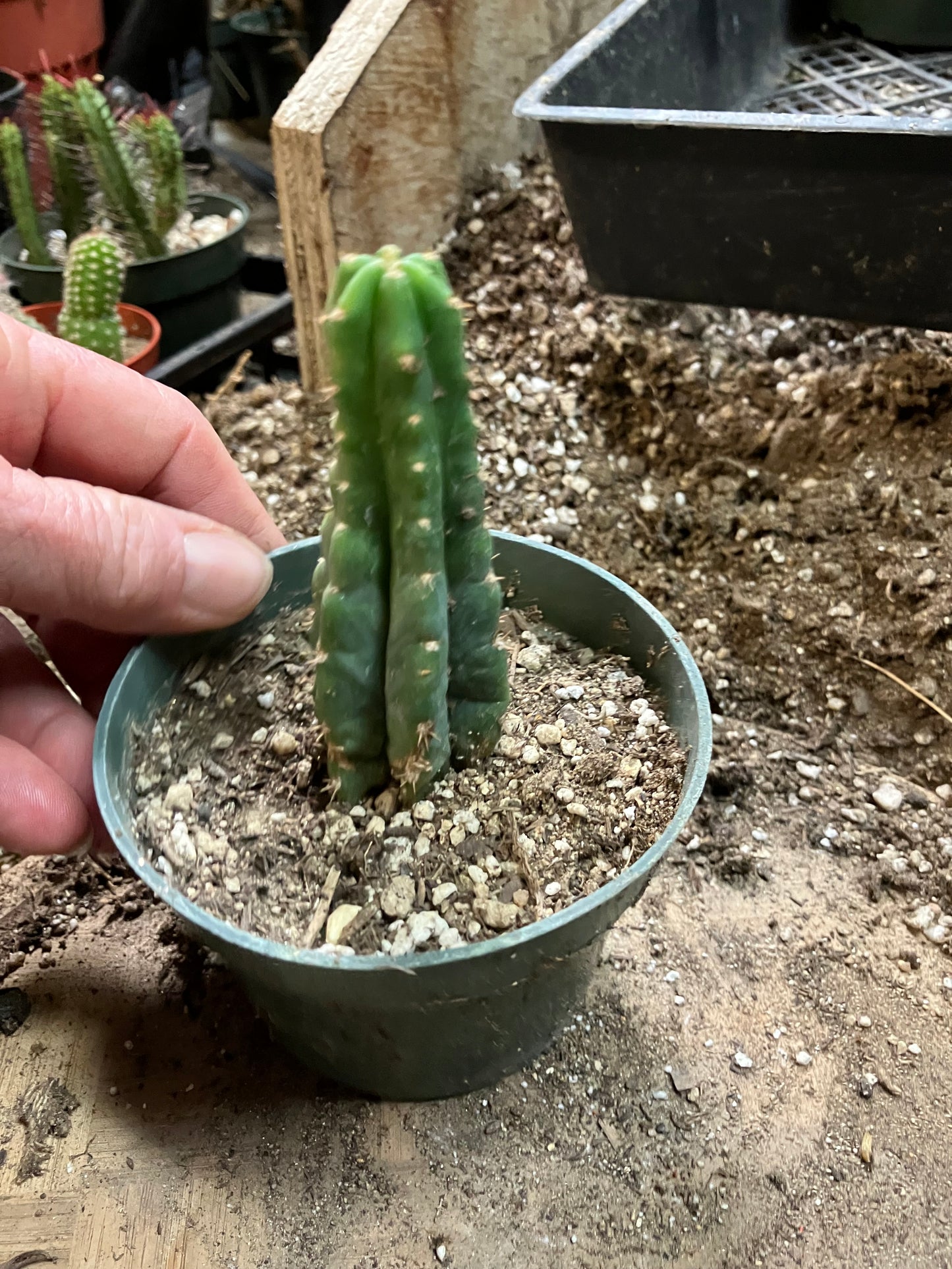San Pedro Cactus - Trichocereus pachanoi 3.5" Tall #33W